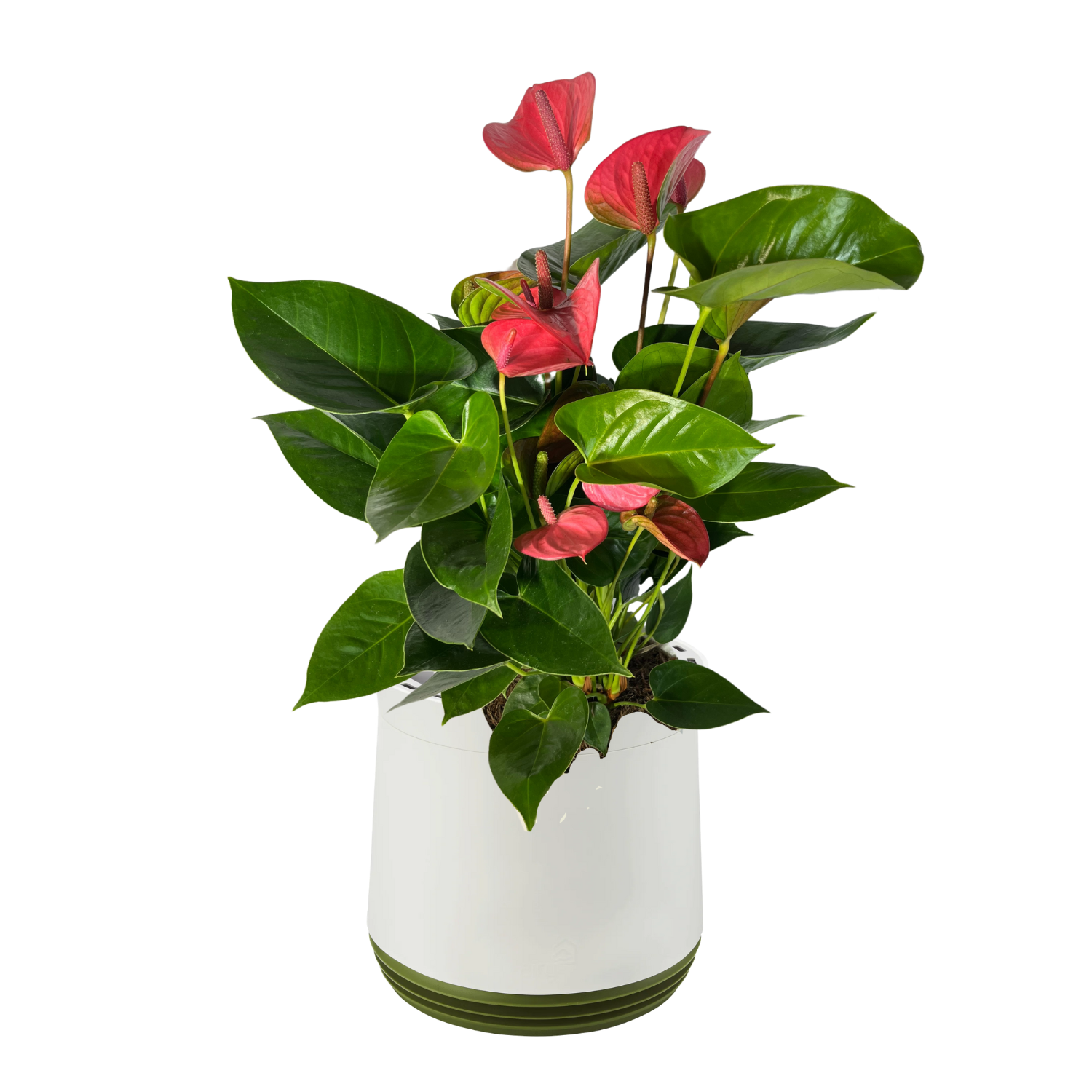 AIRY System M Fleur de Flamant Anthurium rosé
