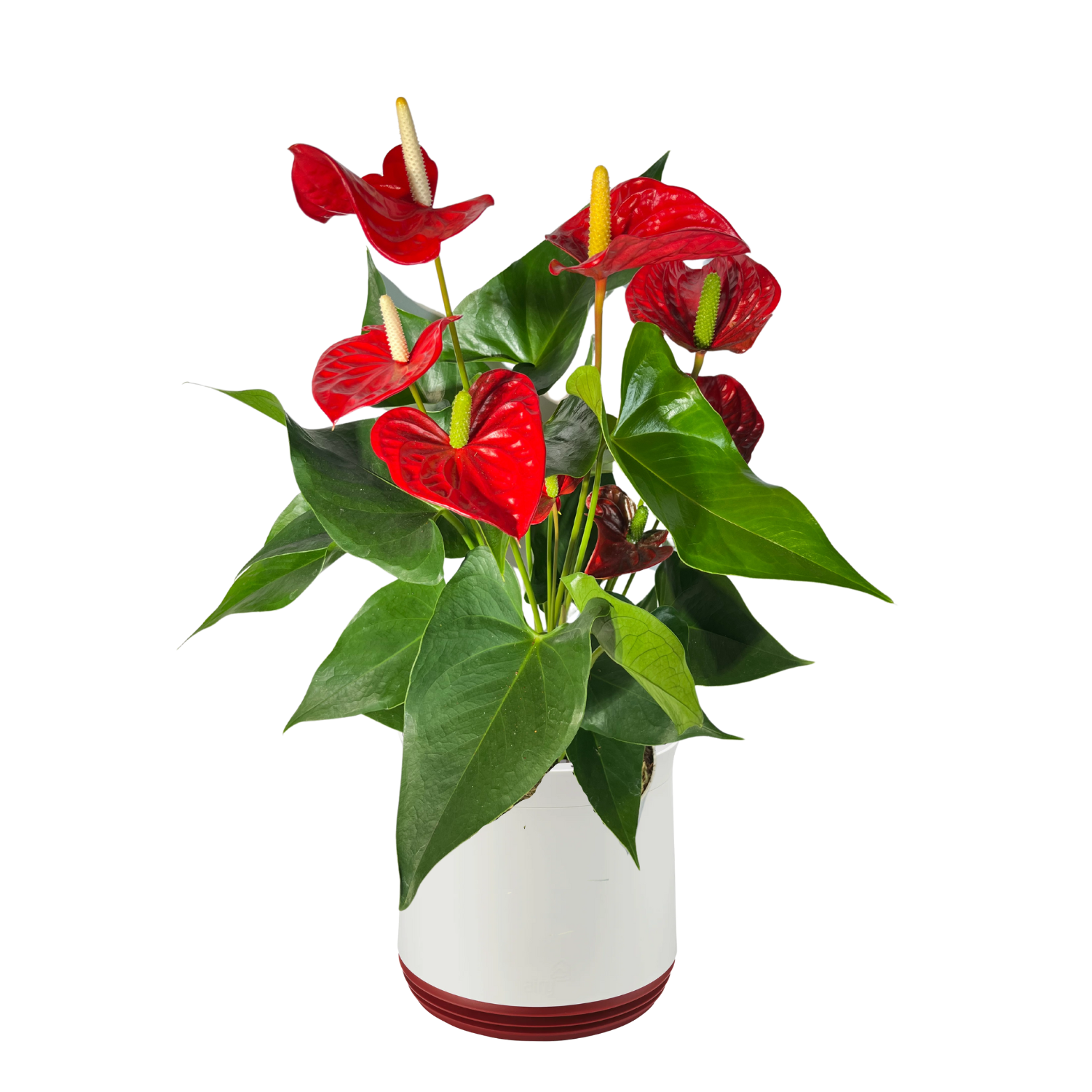 AIRY System M Fleur de Flamant Anthurium rouge