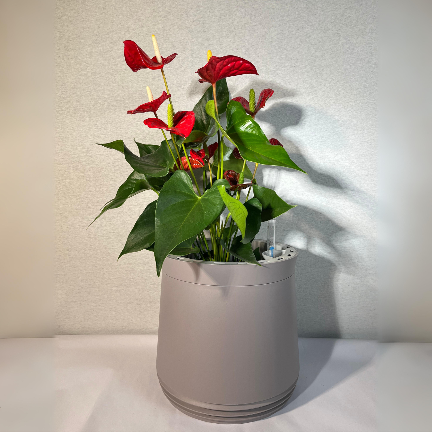 AIRY System M Fleur de Flamant Anthurium rouge