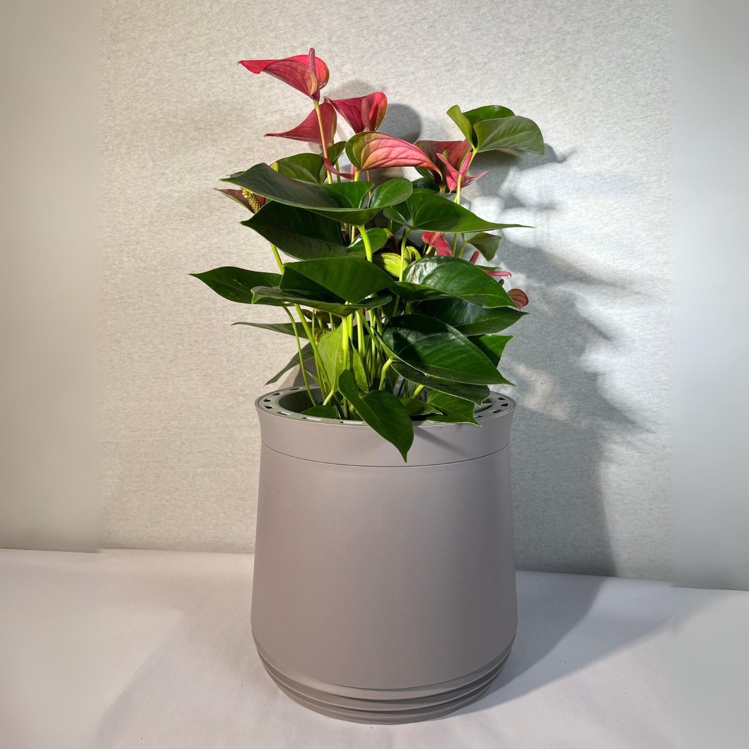 AIRY System M Fleur de Flamant Anthurium rosé
