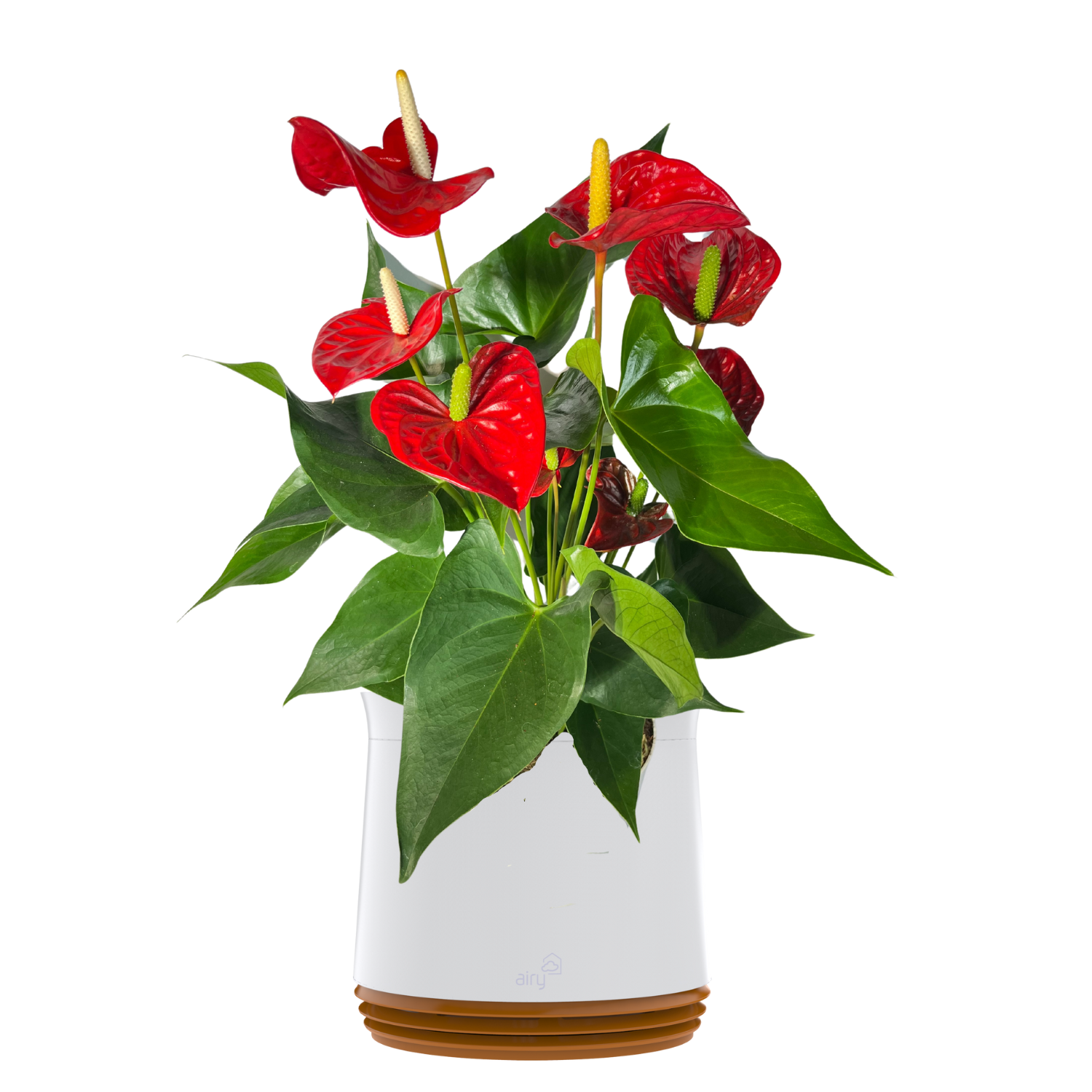 AIRY System M Fleur de Flamant Anthurium rouge