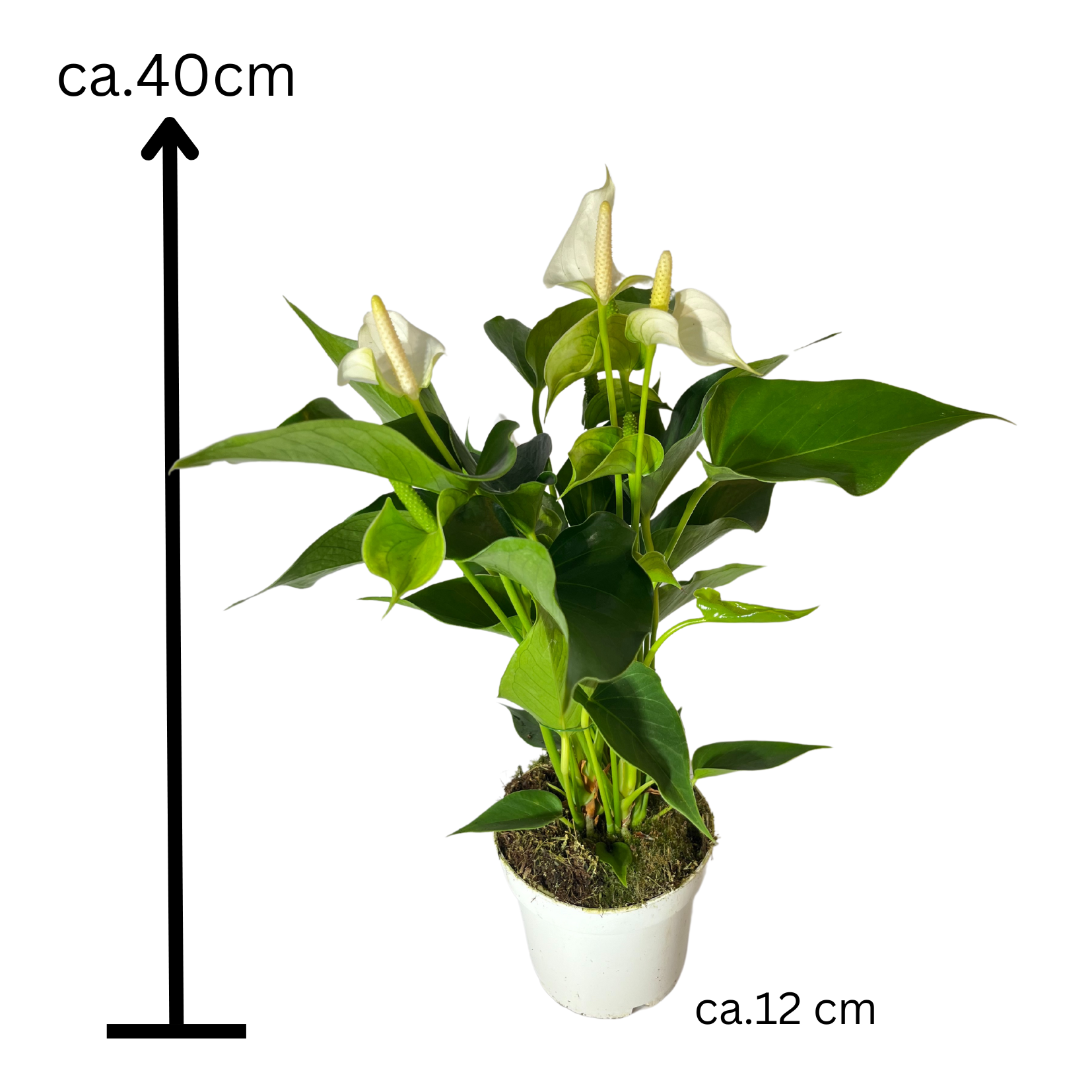 Fleur de flamant rose anthurium rouge rosé crème 12cm