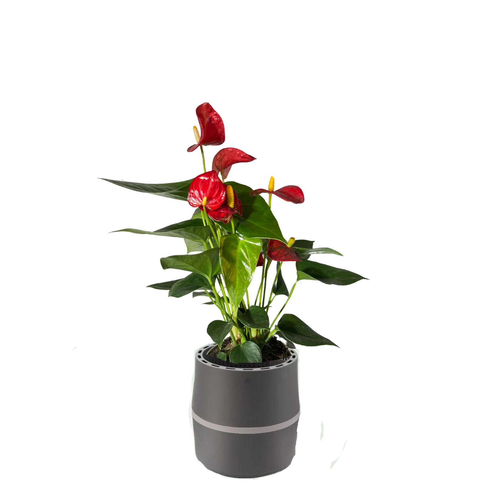 Anthurium à fleurs de flamant rose AIRY System S