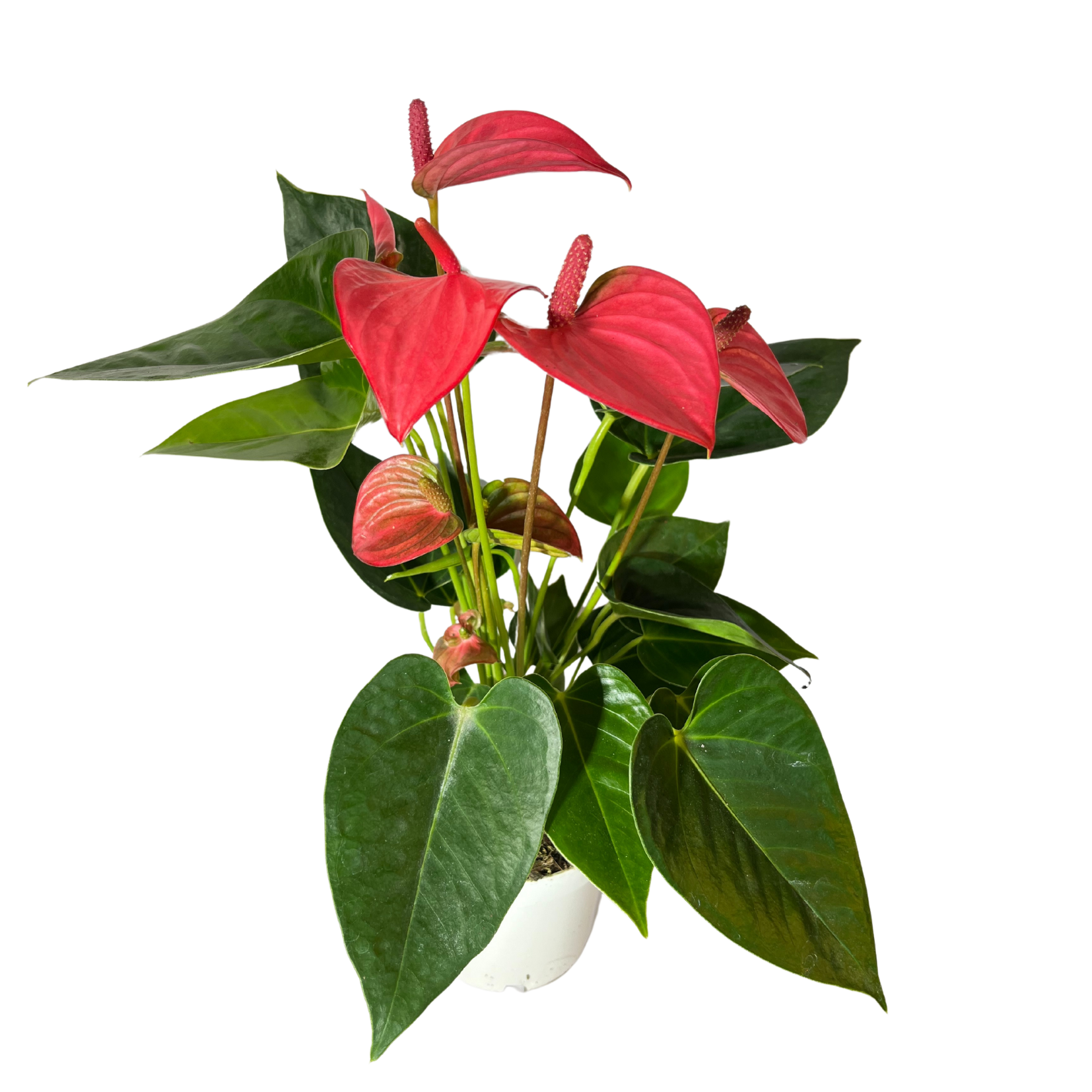 Fleur de flamant rose anthurium rouge rosé crème 12cm