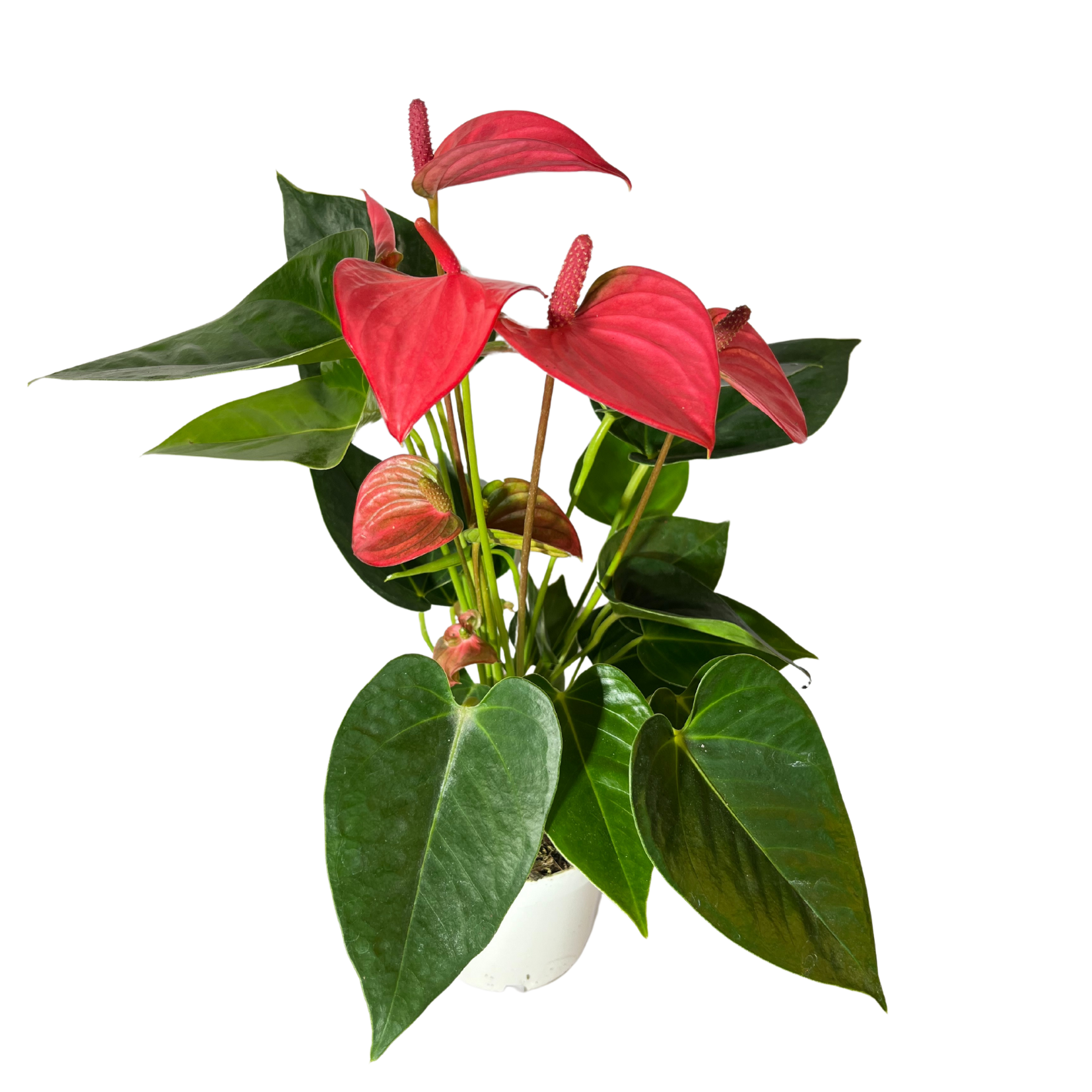 Flamingo flower anthurium red rosé cream 12cm