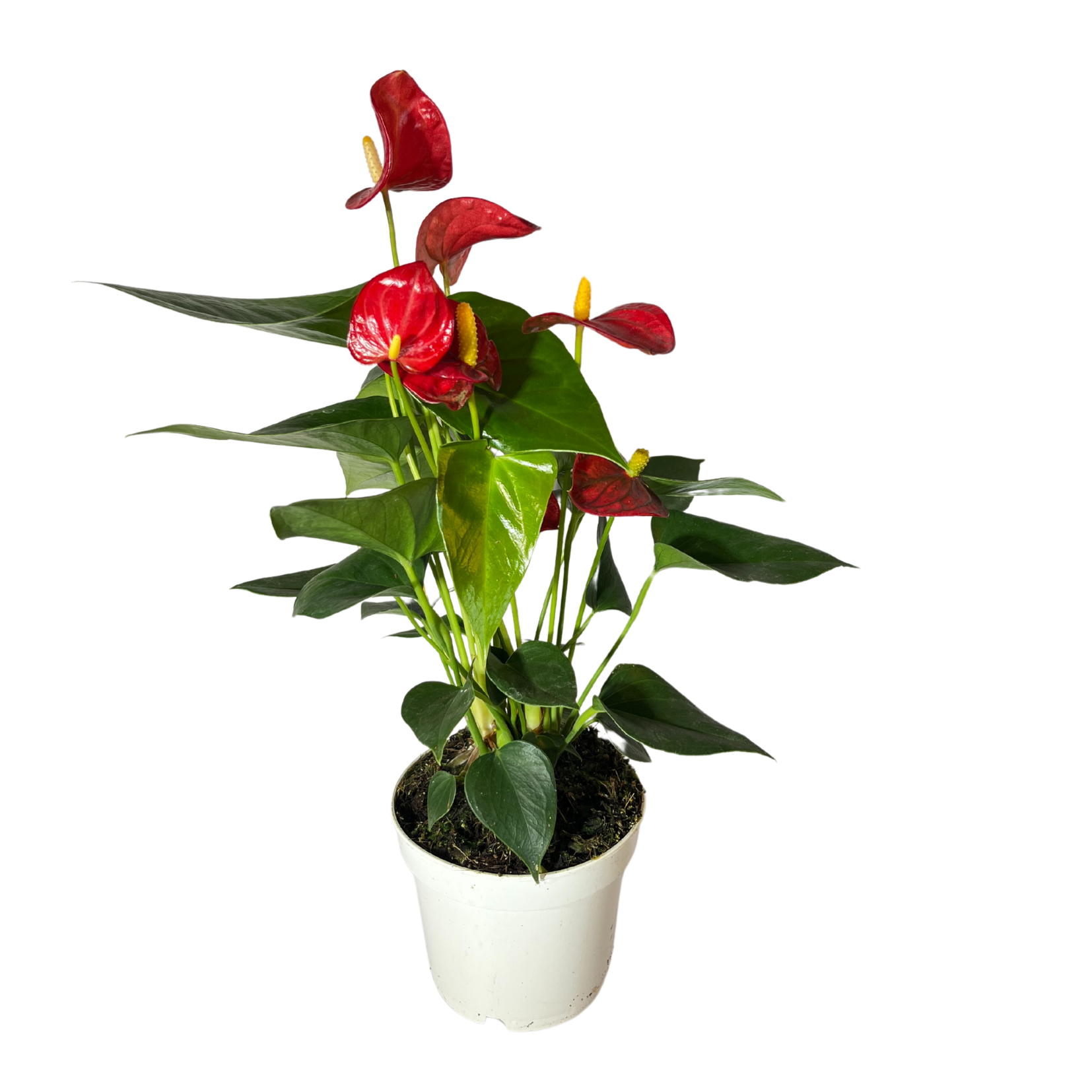 Fleur de flamant rose anthurium rouge rosé crème 12cm
