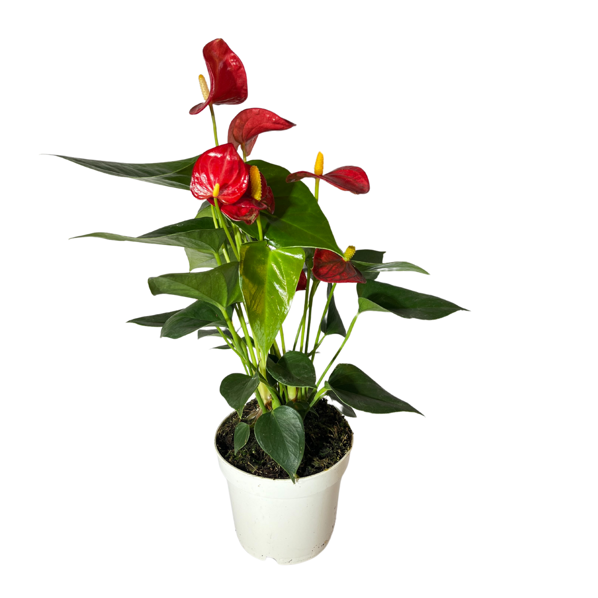 Anthurium – Luchtzuiverende kamerplant met stijl