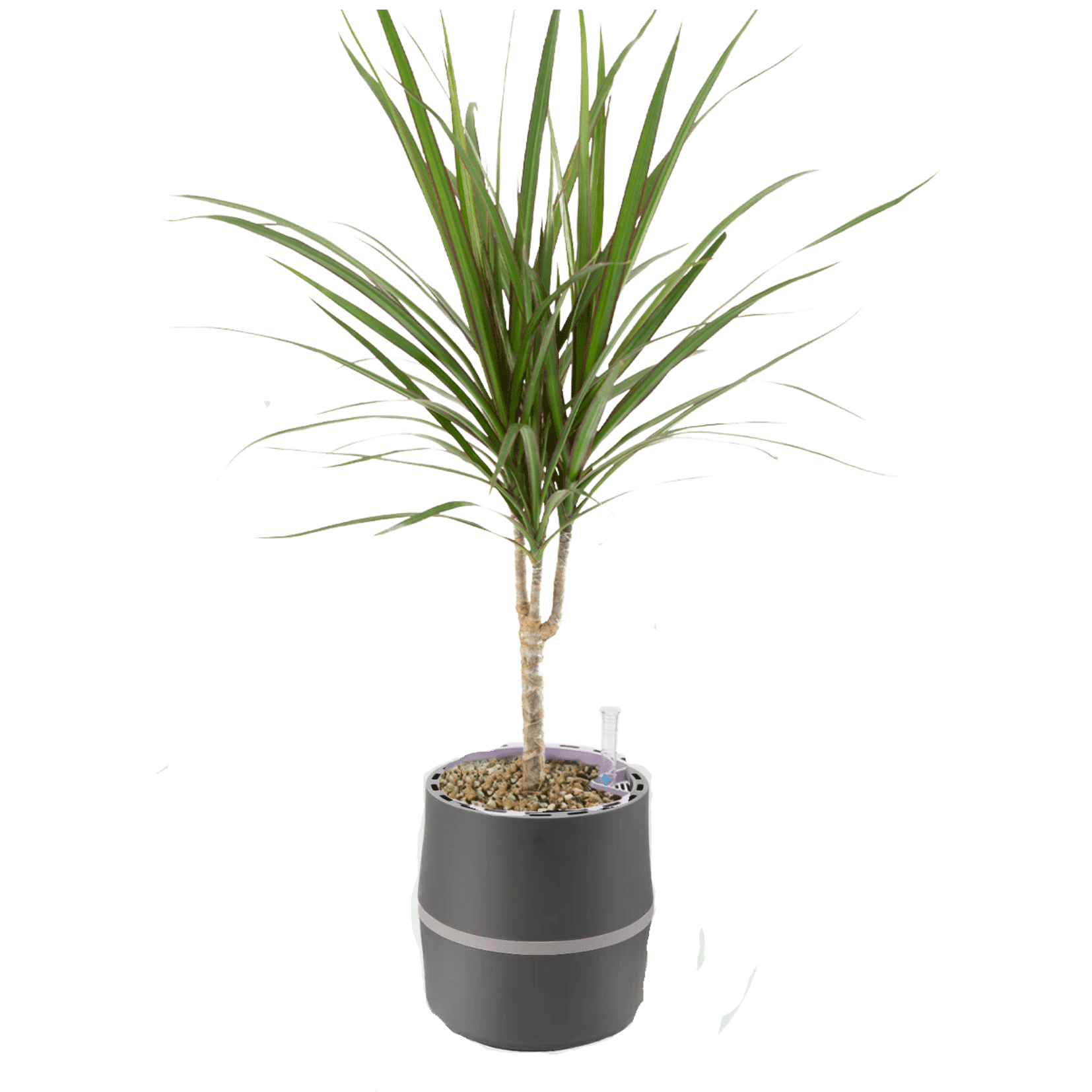 AIRY System S Dragon Tree