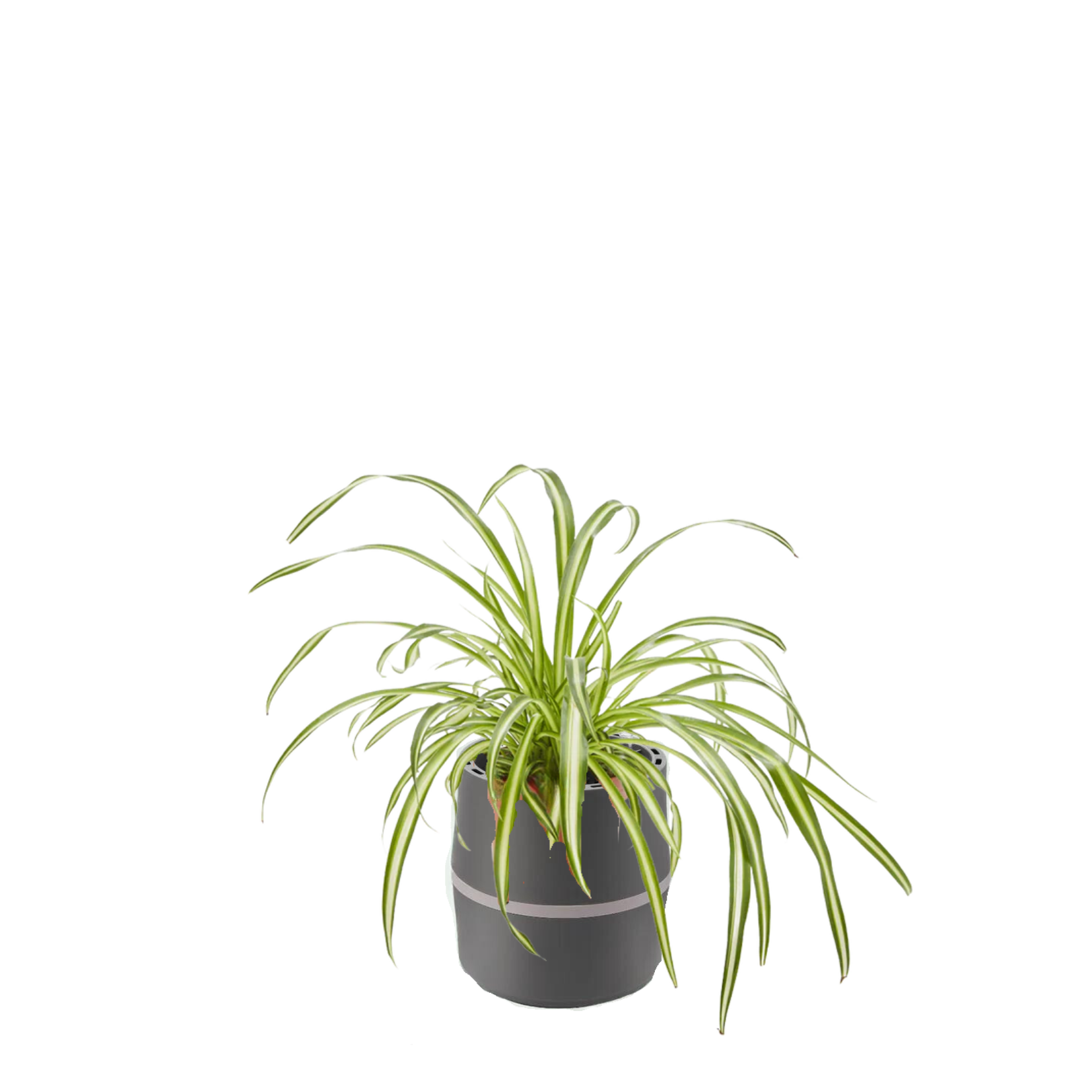 AIRY System S Spider Plant