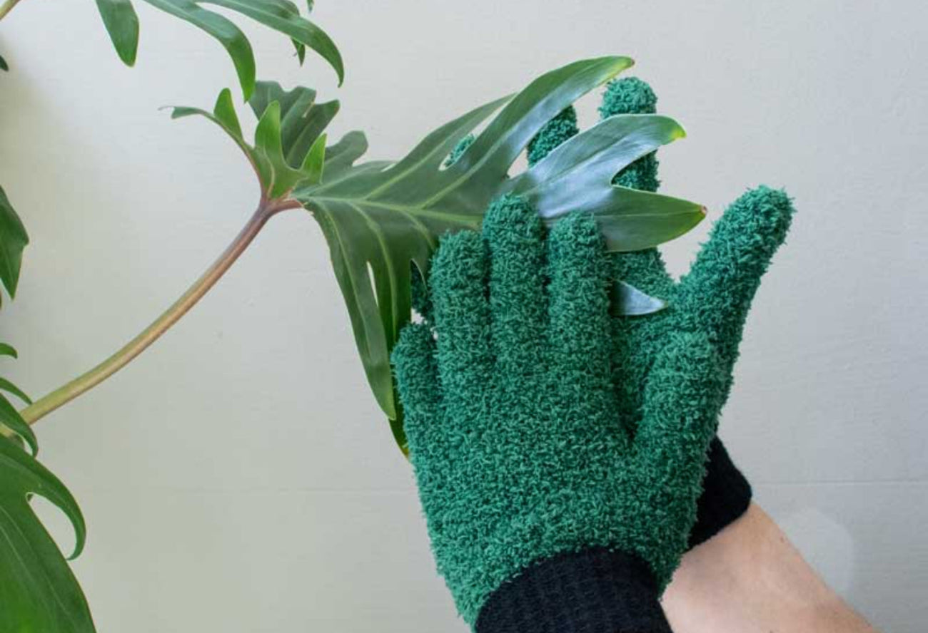 Reinigung des Pflanzenblattes mit der  Handschuhe zur Pflanzenpflege.