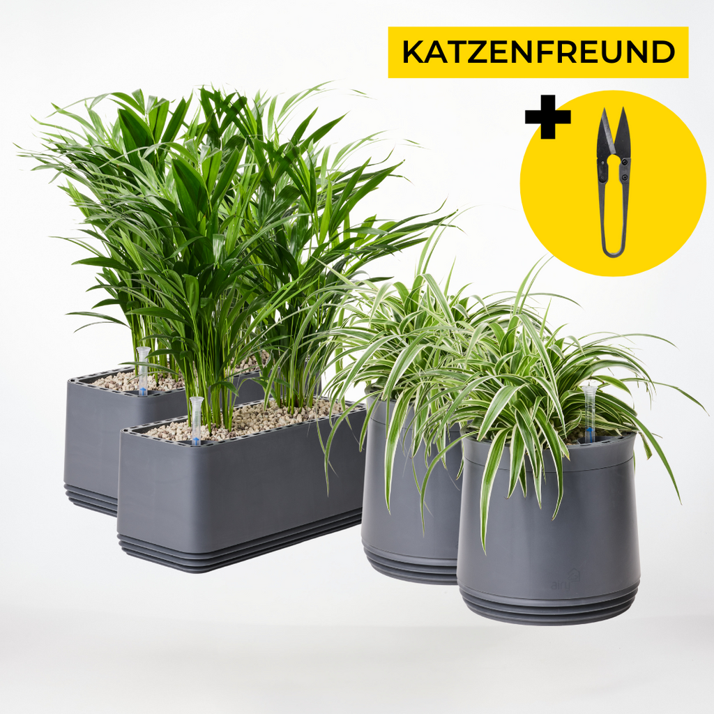 AIRY Katzenfreund Bundle  Ungiftige Pflanzen & saubere Luft
