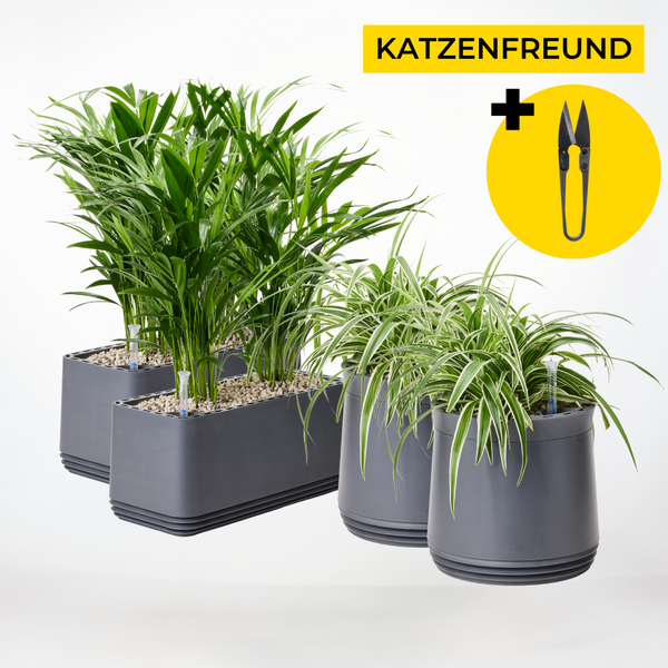 AIRY Katzenfreund Bundle – Ungiftige Pflanzen & saubere Luft