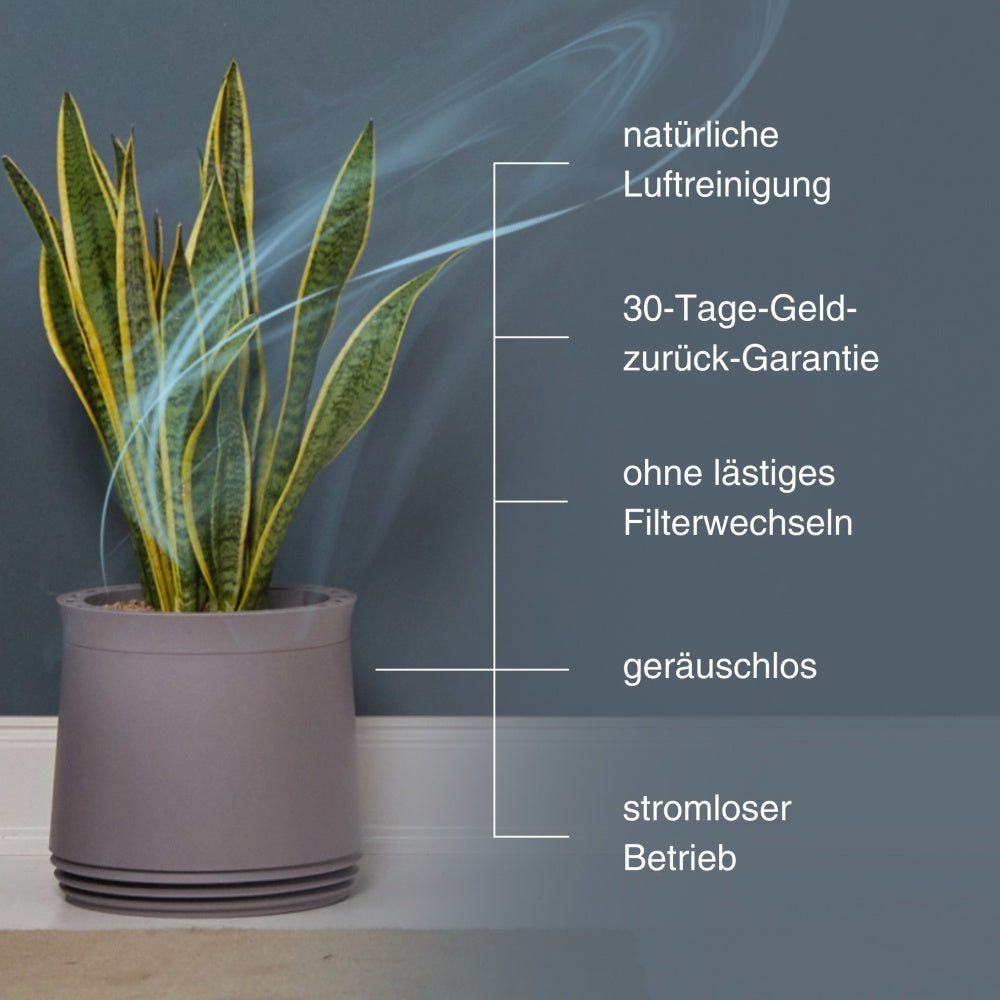 AIRY System M Drachenbaum