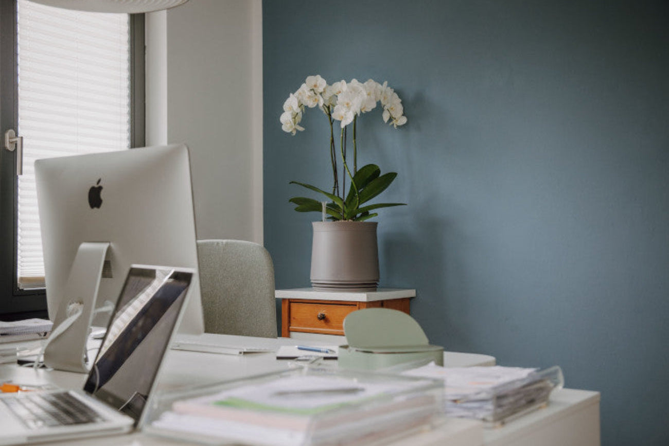 Zimmerpflanze für bessere Raumluft im Büro