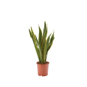 Bogenhanf Pflanze im Topf