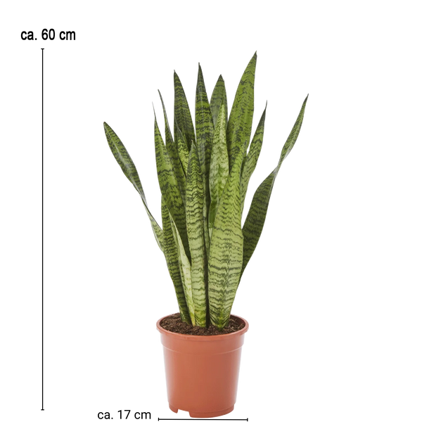 Bogenhanf Sansevieria Zeylanica