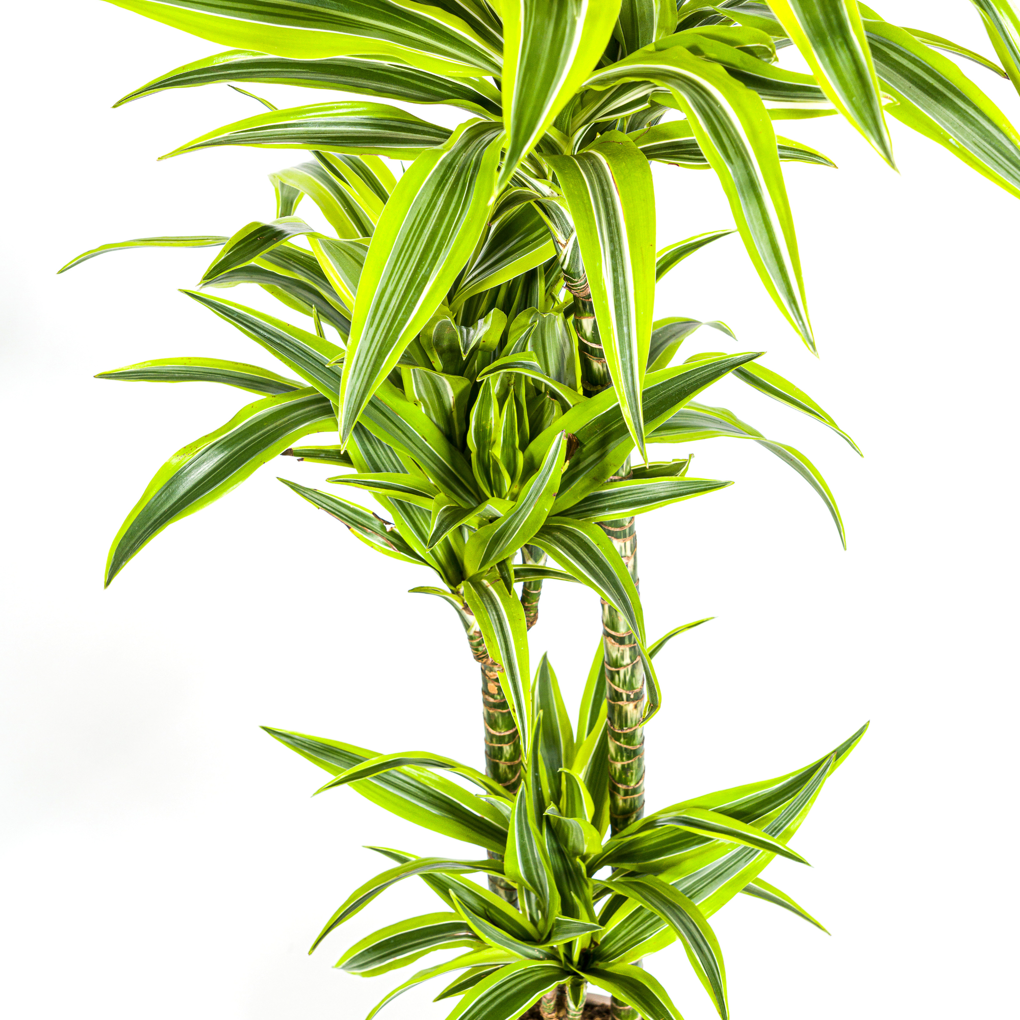 Dracaena Deremensis Lemon Lime mit Korb Ø24cm - ↕130 - 150cm