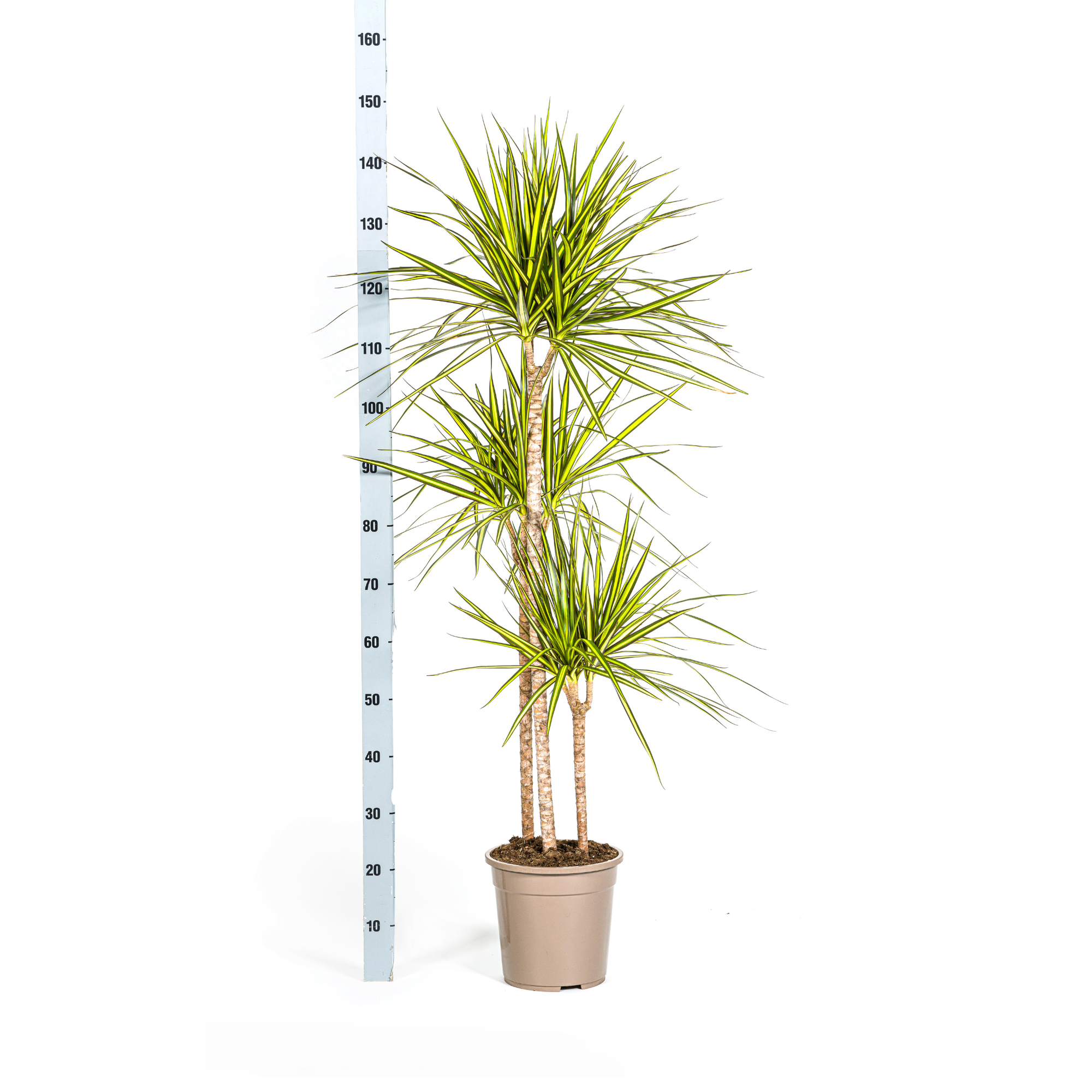 Dracaena Marginata Sunray mit Korb Ø24cm - ↕130 - 150cm