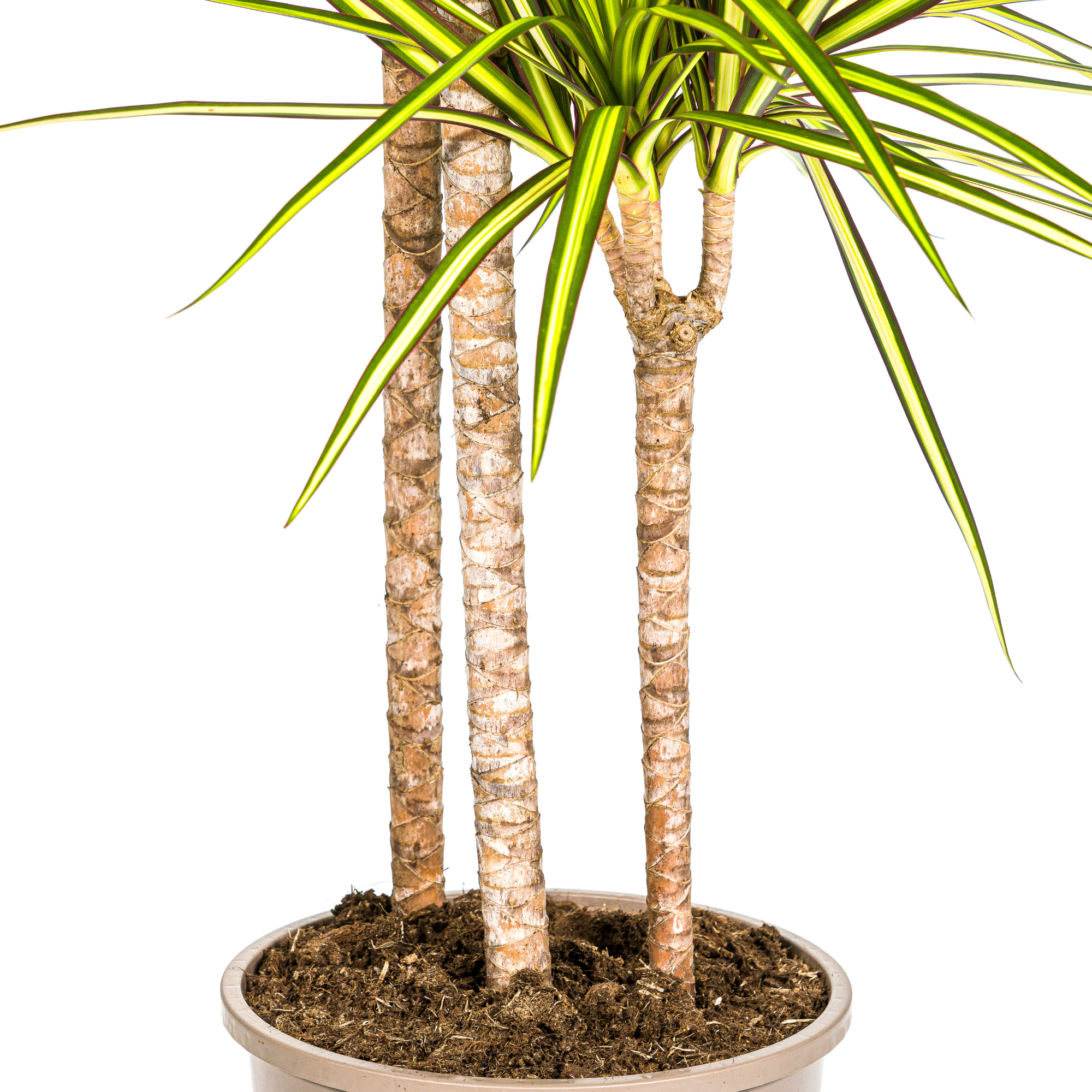 Dracaena Marginata Sunray mit Korb Ø24cm - ↕130 - 150cm