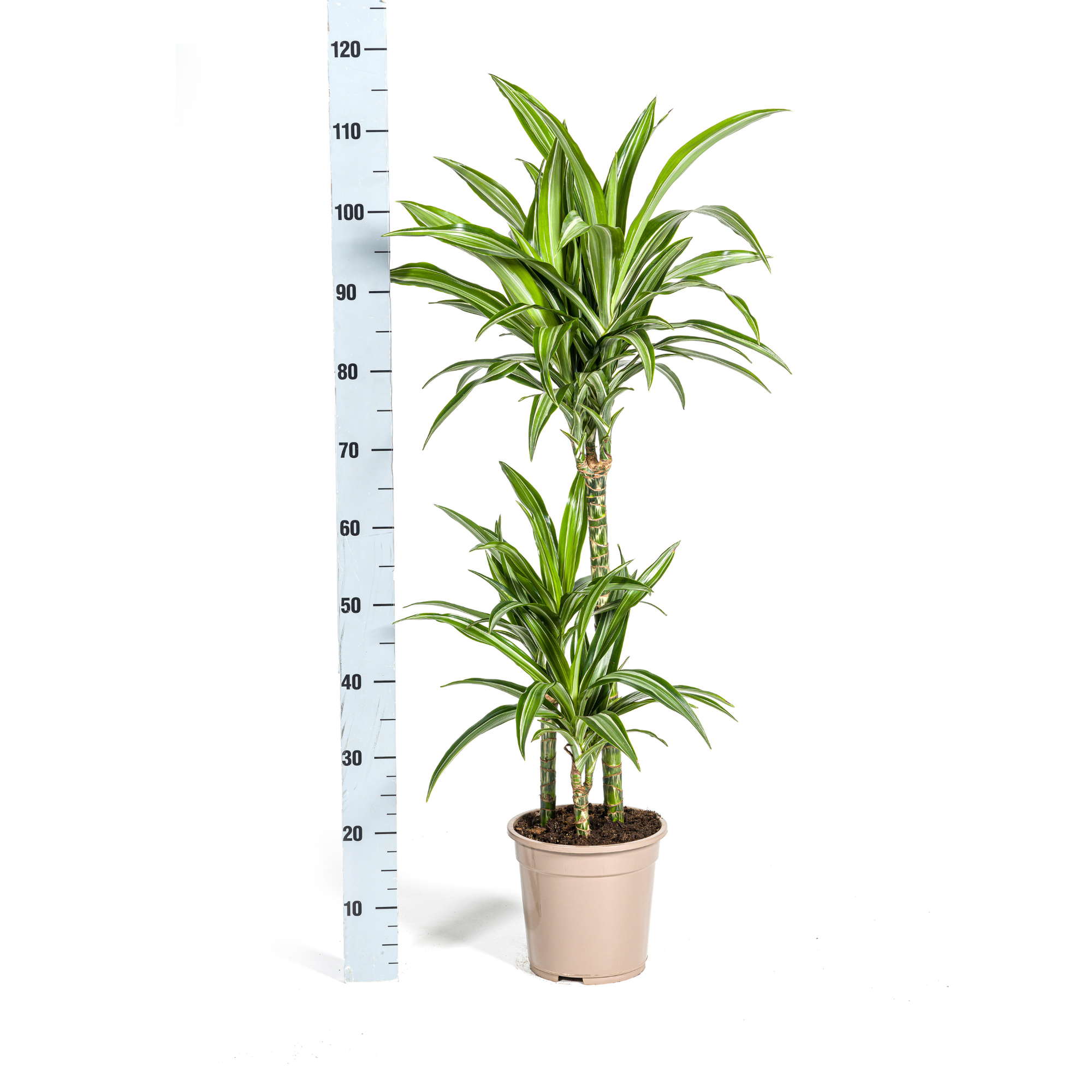 Dracaena Deremensis White Stripe mit Korb Ø21cm - ↕90 - 110cm