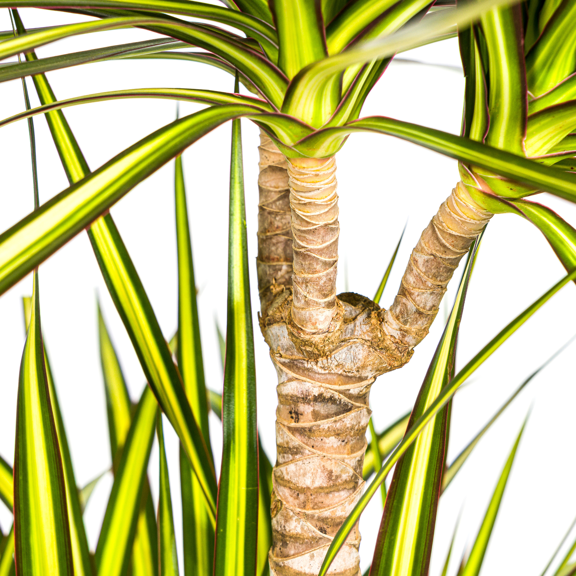 Dracaena Marginata Sunray mit Korb Ø24cm - ↕130 - 150cm