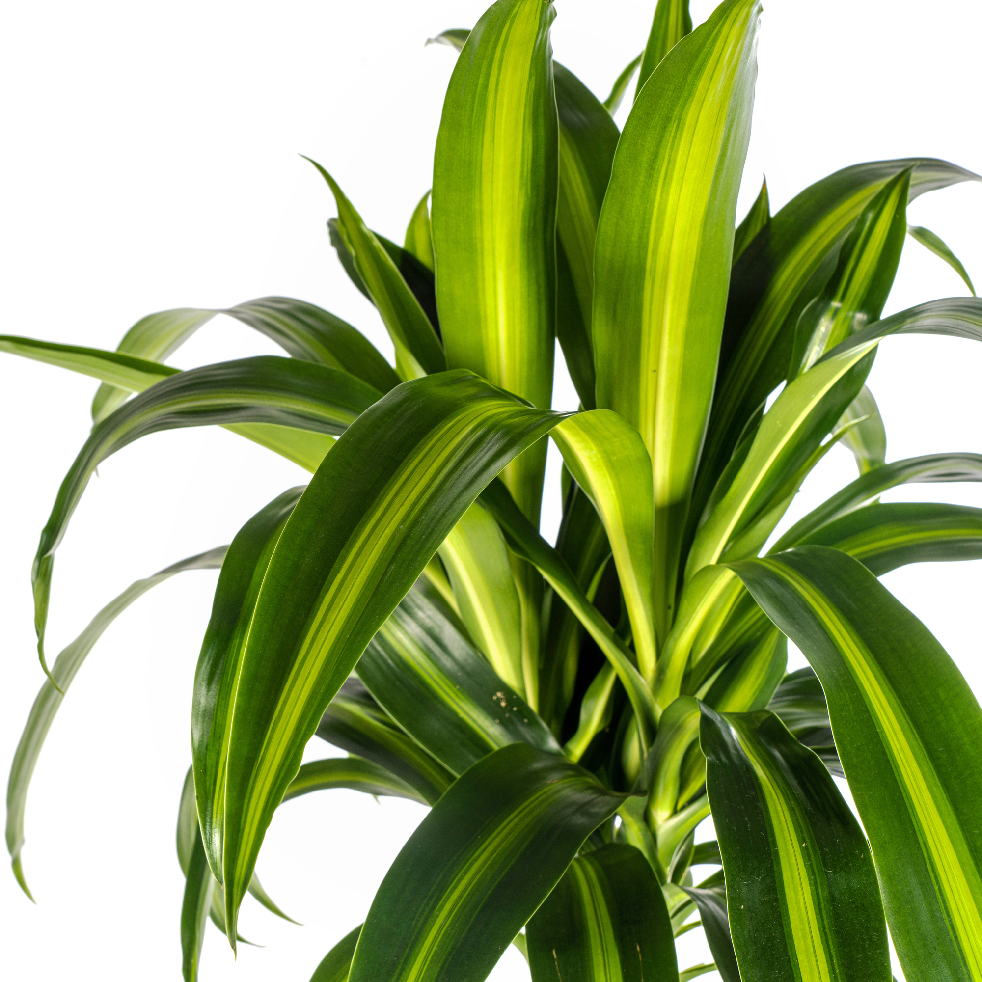 Dracaena Deremensis Hawaiian Sunshine mit Korb Ø24cm - ↕130 - 150cm
