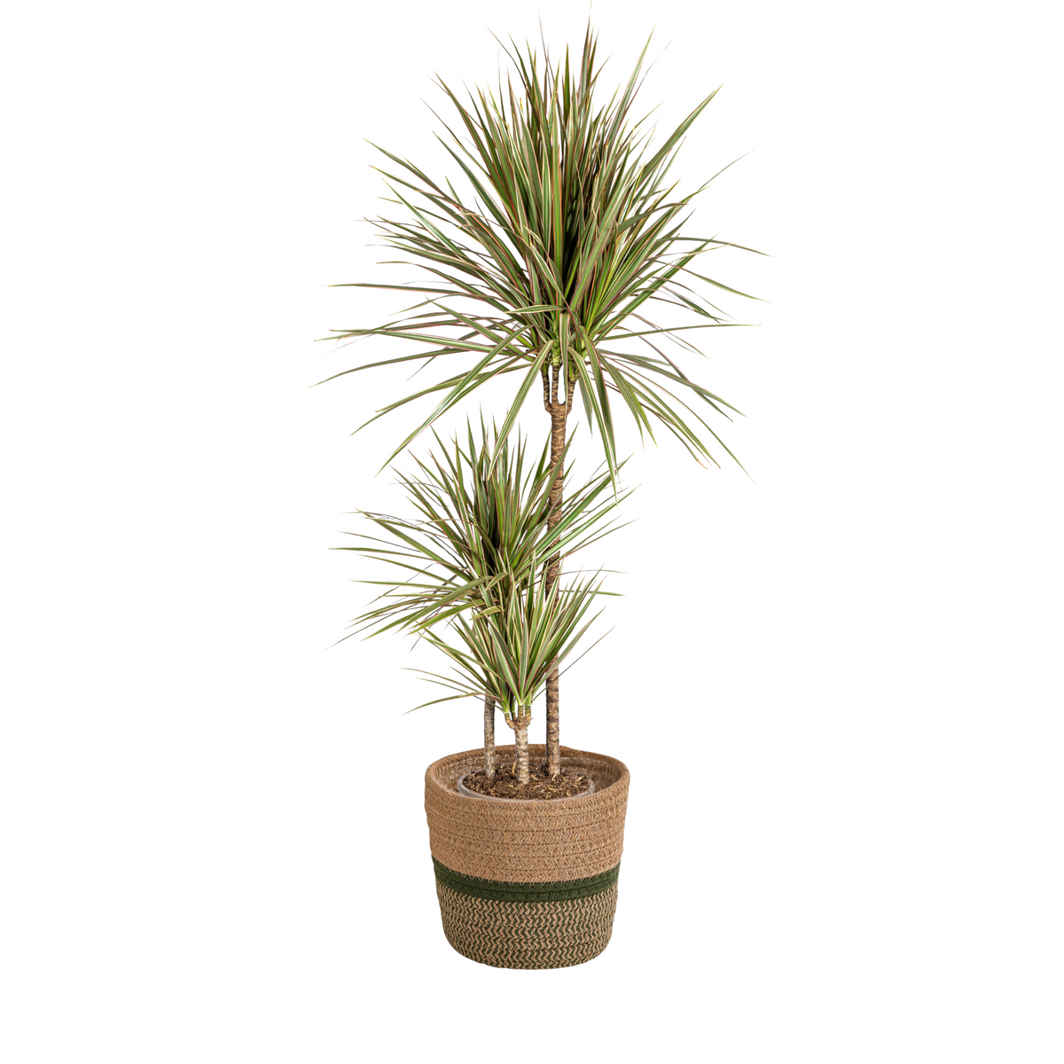 Two-colored dragon tree with basket (Dracaena Marginata Bicolor) Ø21cm