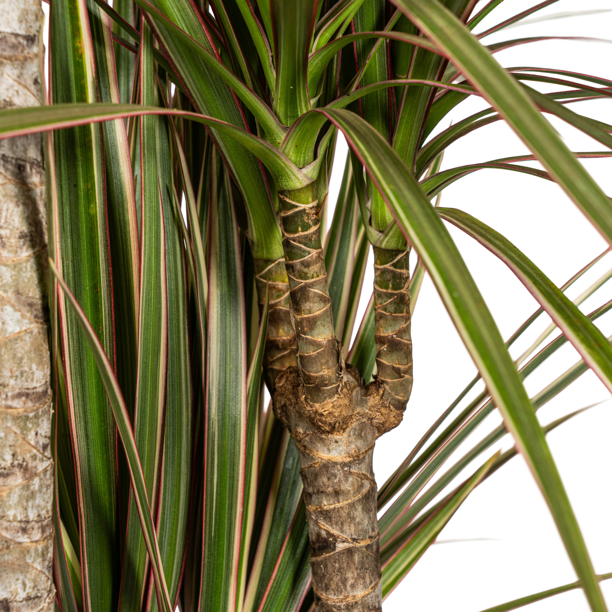 Dracaena Marginata Bicolor mit Korb Ø21cm - ↕110 - 130cm