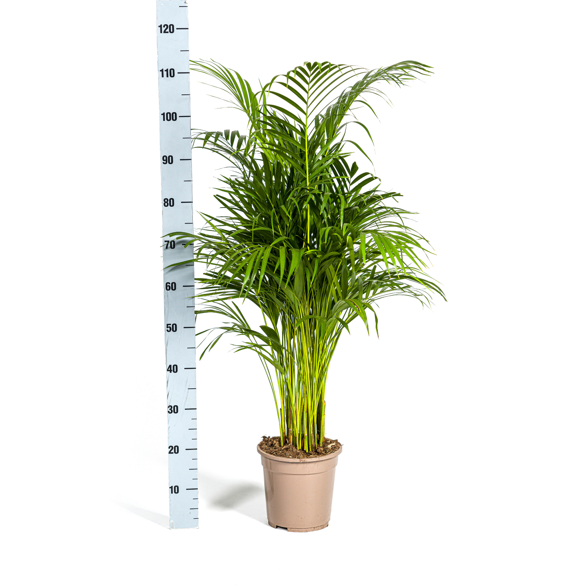 Dypsis Areca Lutescens Ø21cm - ↕100 - 120cm