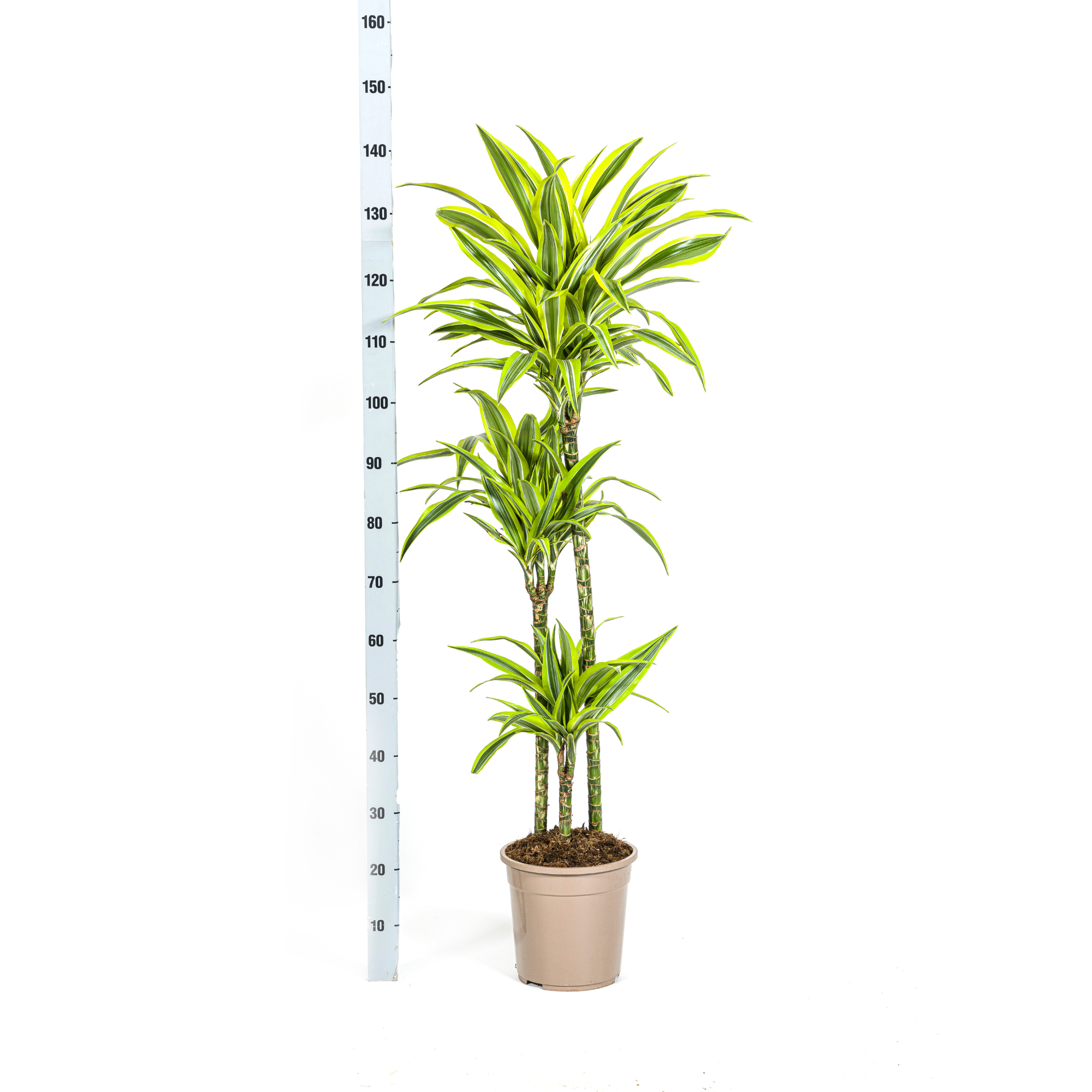 Dracaena Deremensis Lemon Lime mit Korb Ø24cm - ↕130 - 150cm