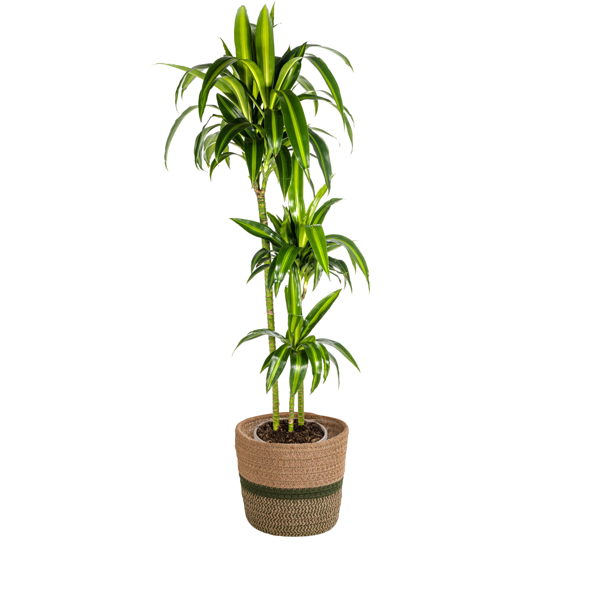 Dracaena Deremensis Hawaiian Sunshine mit Korb Ø24cm - ↕130 - 150cm
