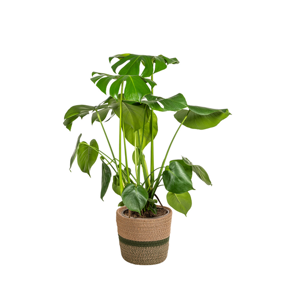 Monstera Deliciosa Tauerii z koszem Ø21cm - ↕70 - 90cm