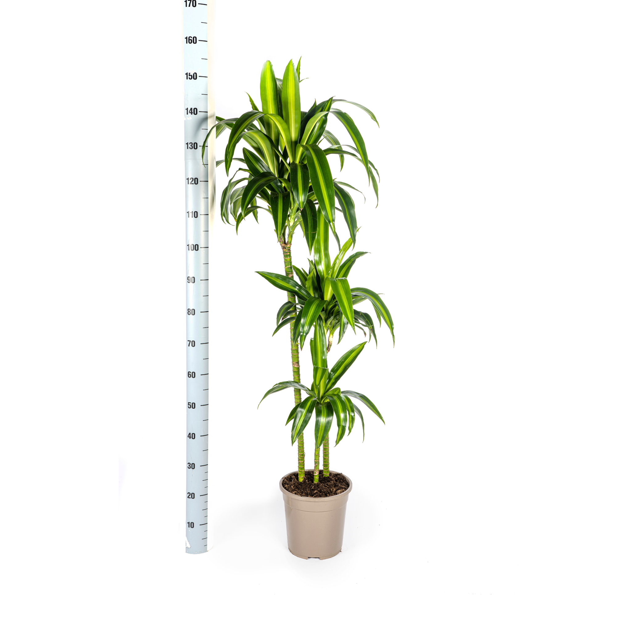 Dracaena Deremensis Hawaiian Sunshine mit Korb Ø24cm - ↕130 - 150cm