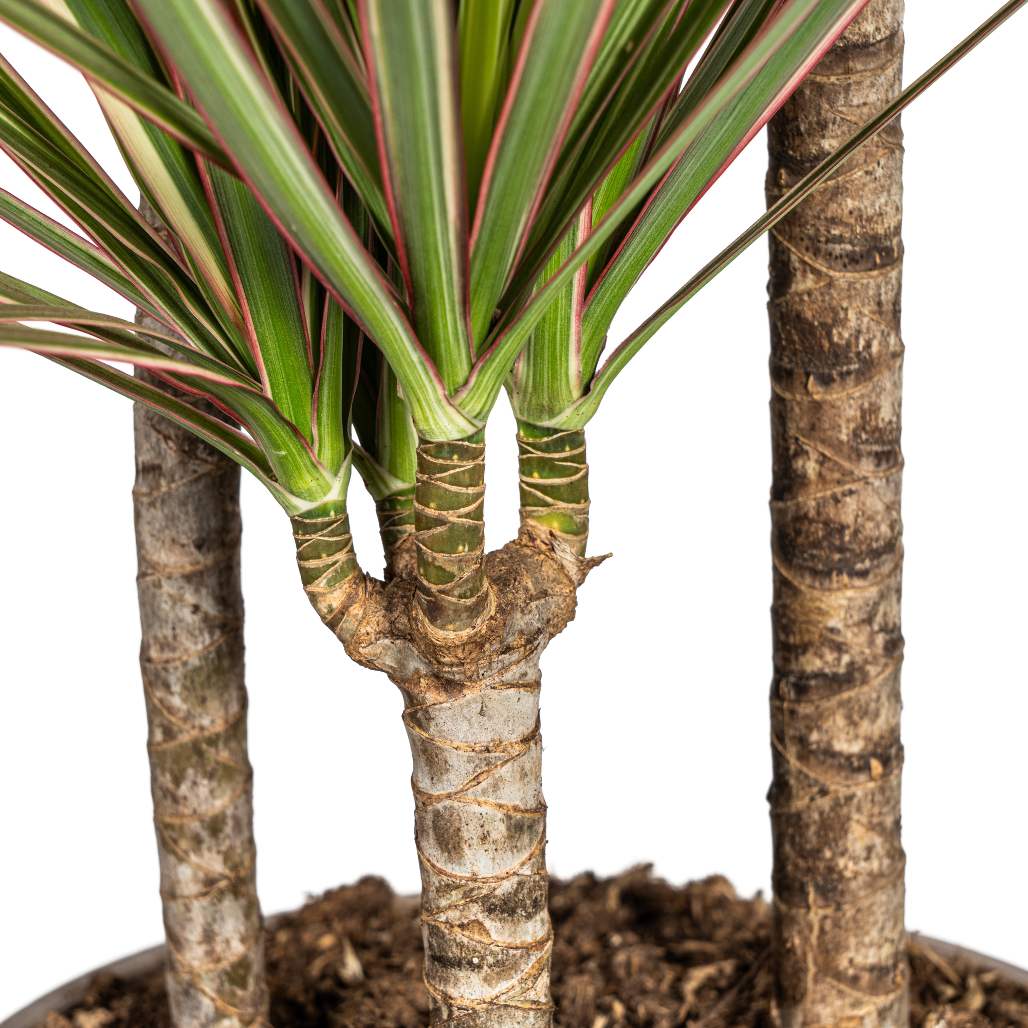 Dracaena Marginata Bicolor mit Korb Ø21cm - ↕110 - 130cm