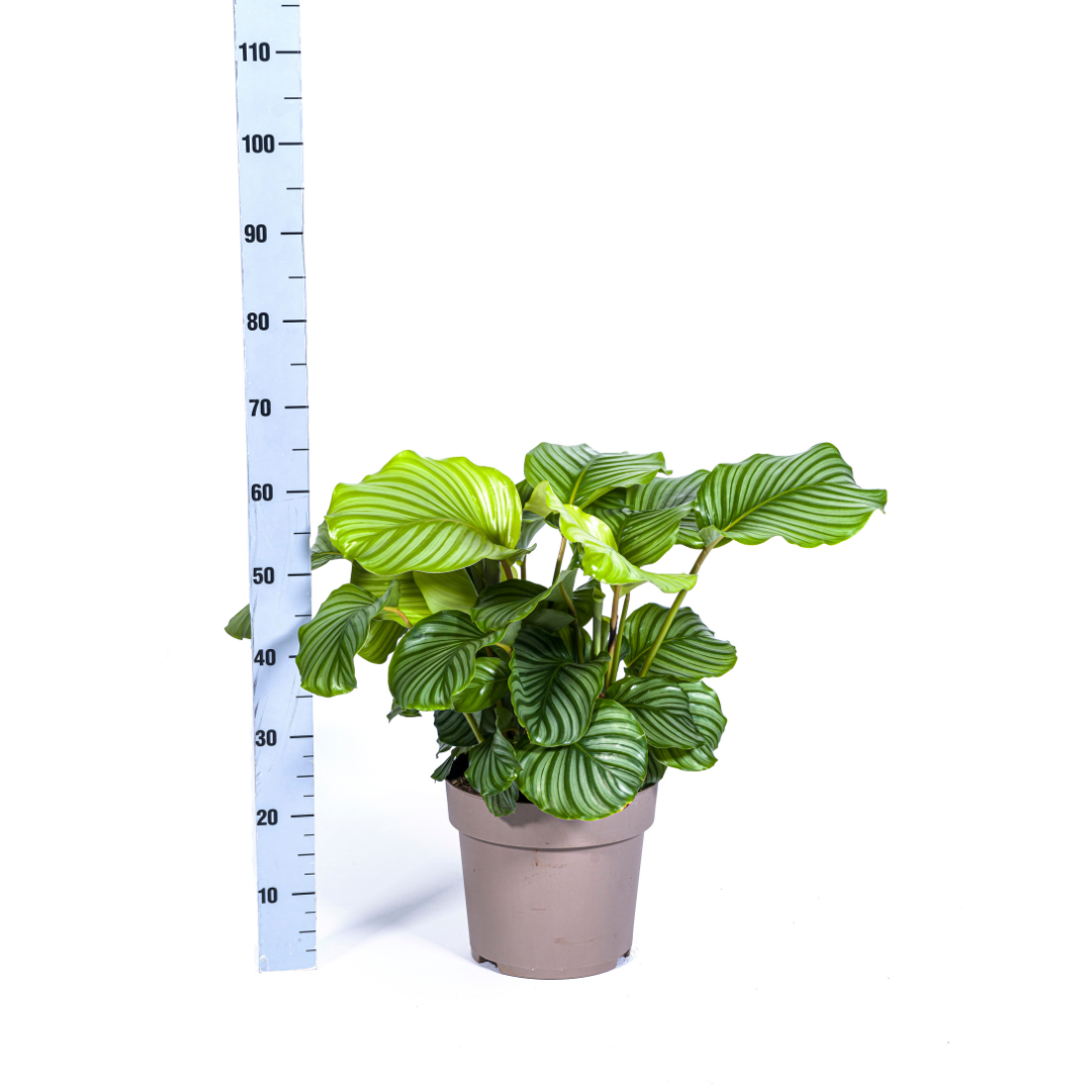 calathea orbifolia wie oft gießen Rundblättrige Korbmarante (Calathea Orbifolia)