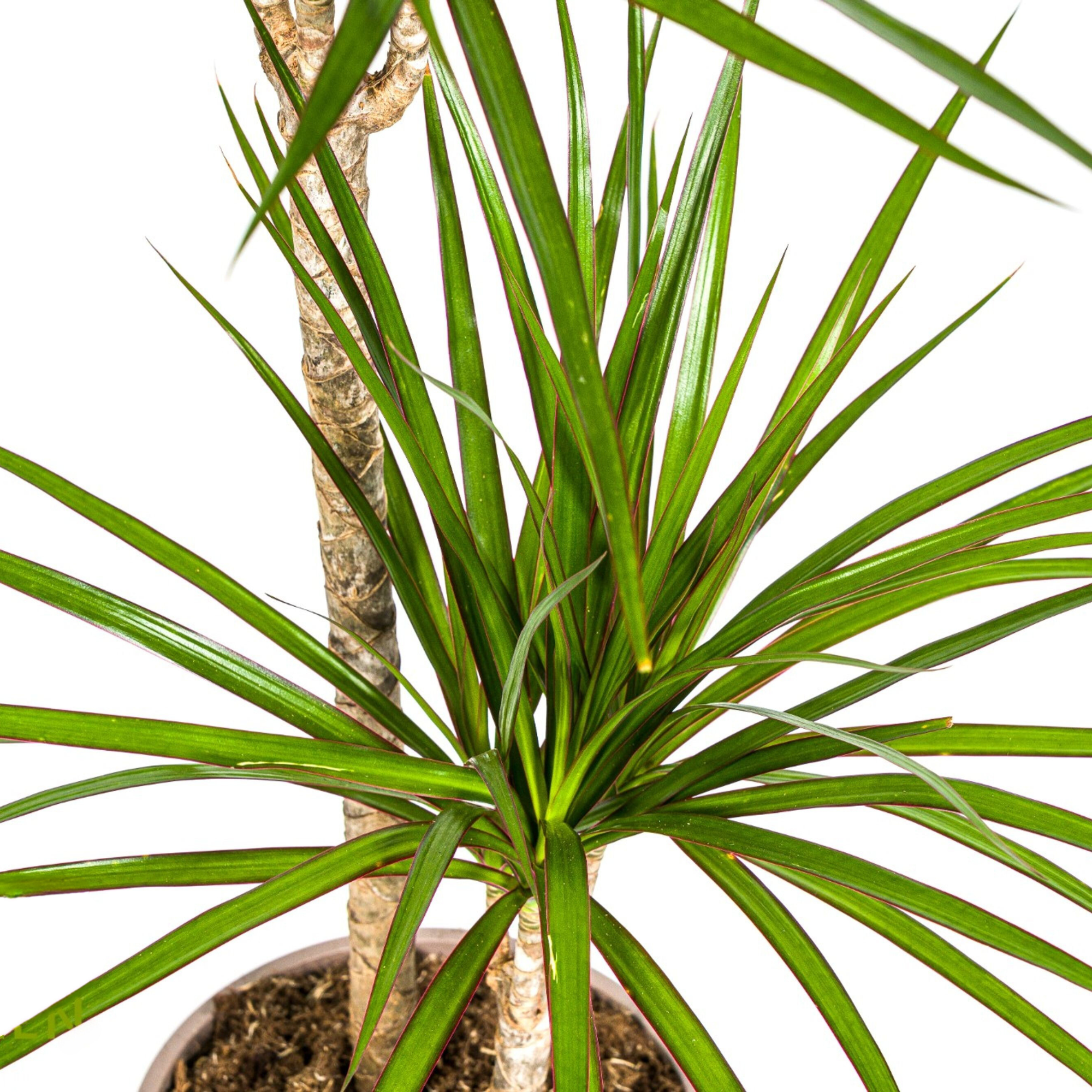 Grüner Drachenbaum (Dracaena Marginata Green)