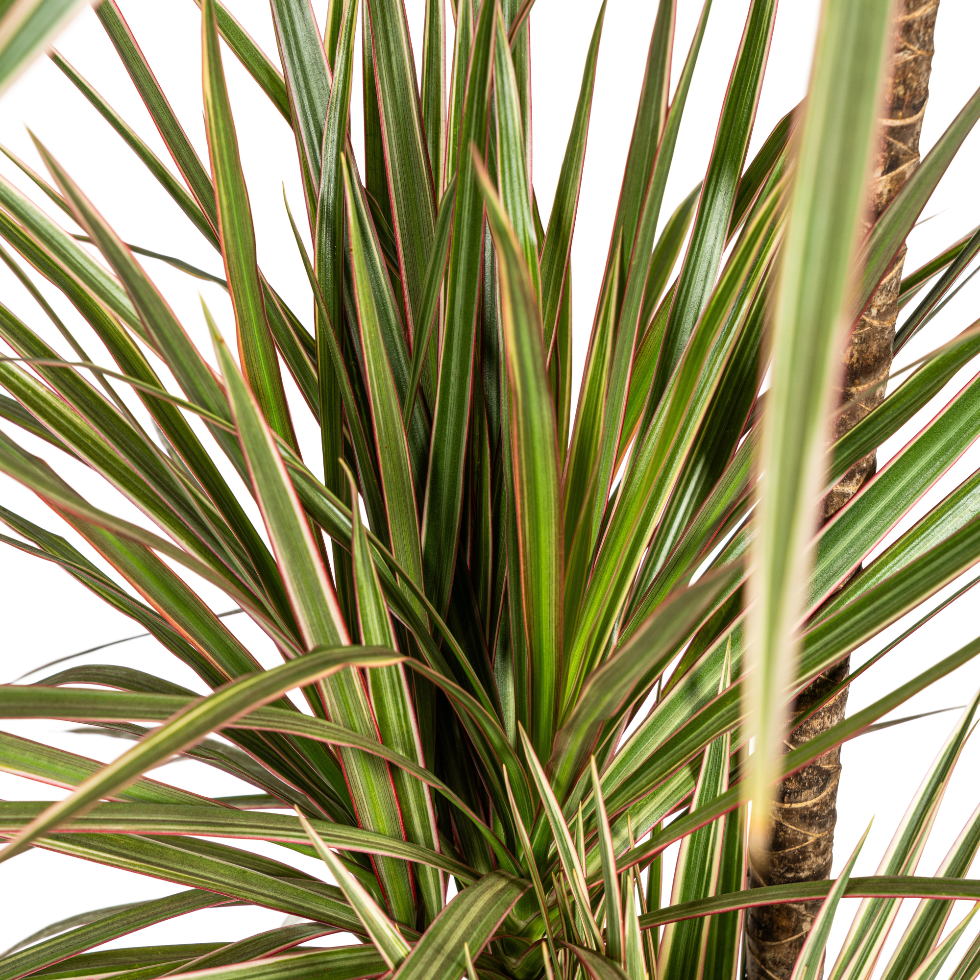 Dracaena Marginata Bicolor mit Korb Ø21cm - ↕110 - 130cm