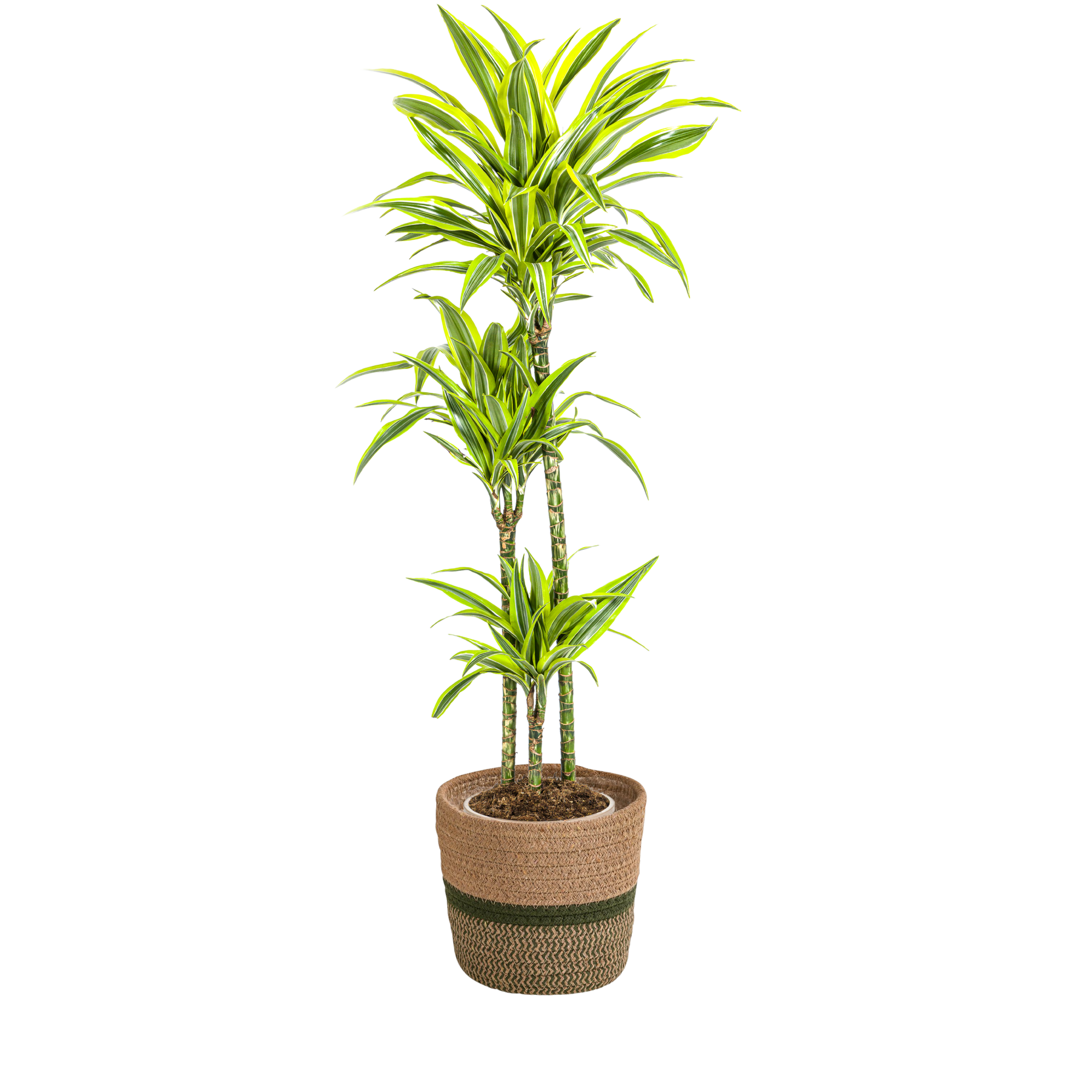 Dracaena Deremensis Lemon Lime mit Korb Ø24cm - ↕130 - 150cm