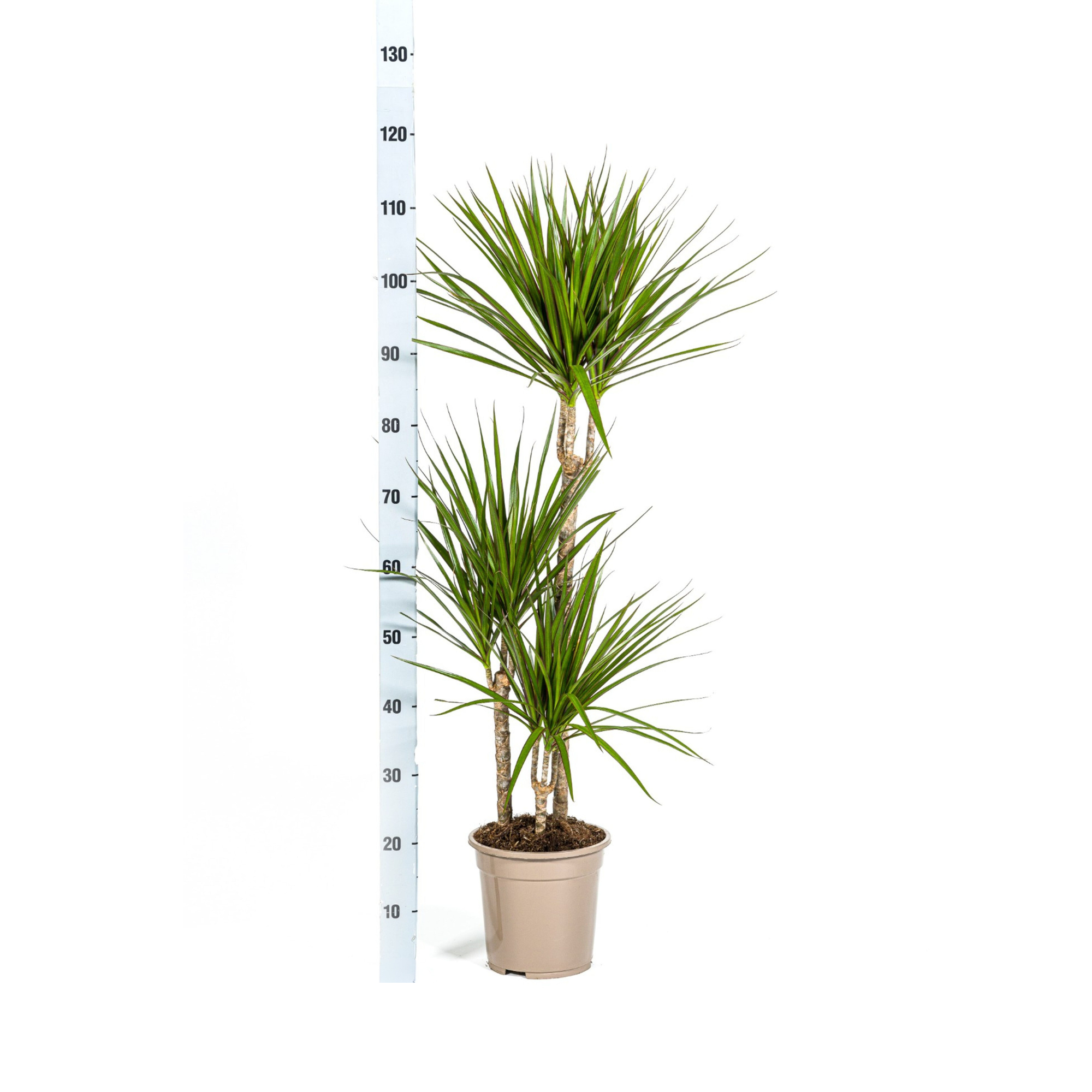 Dracaena Marginata Green mit Korb Ø21cm - ↕110 - 130cm