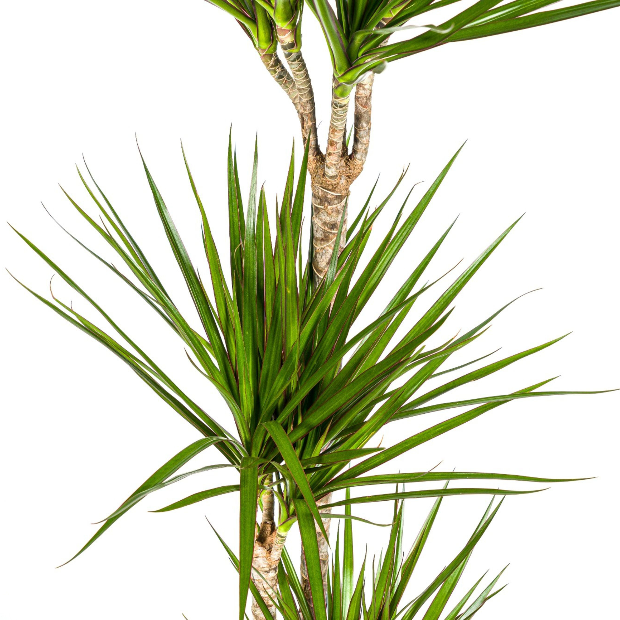 Dracaena Marginata Green mit Korb Ø24cm - ↕130 - 150cm