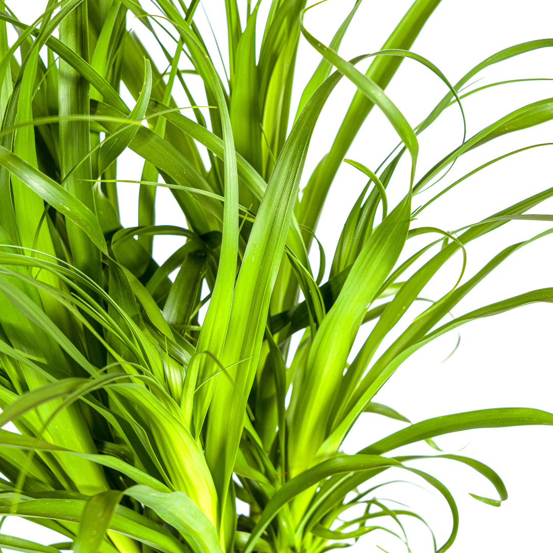 Beaucarnea Recurvata Stamm Ø27cm - ↕110 - 130cm