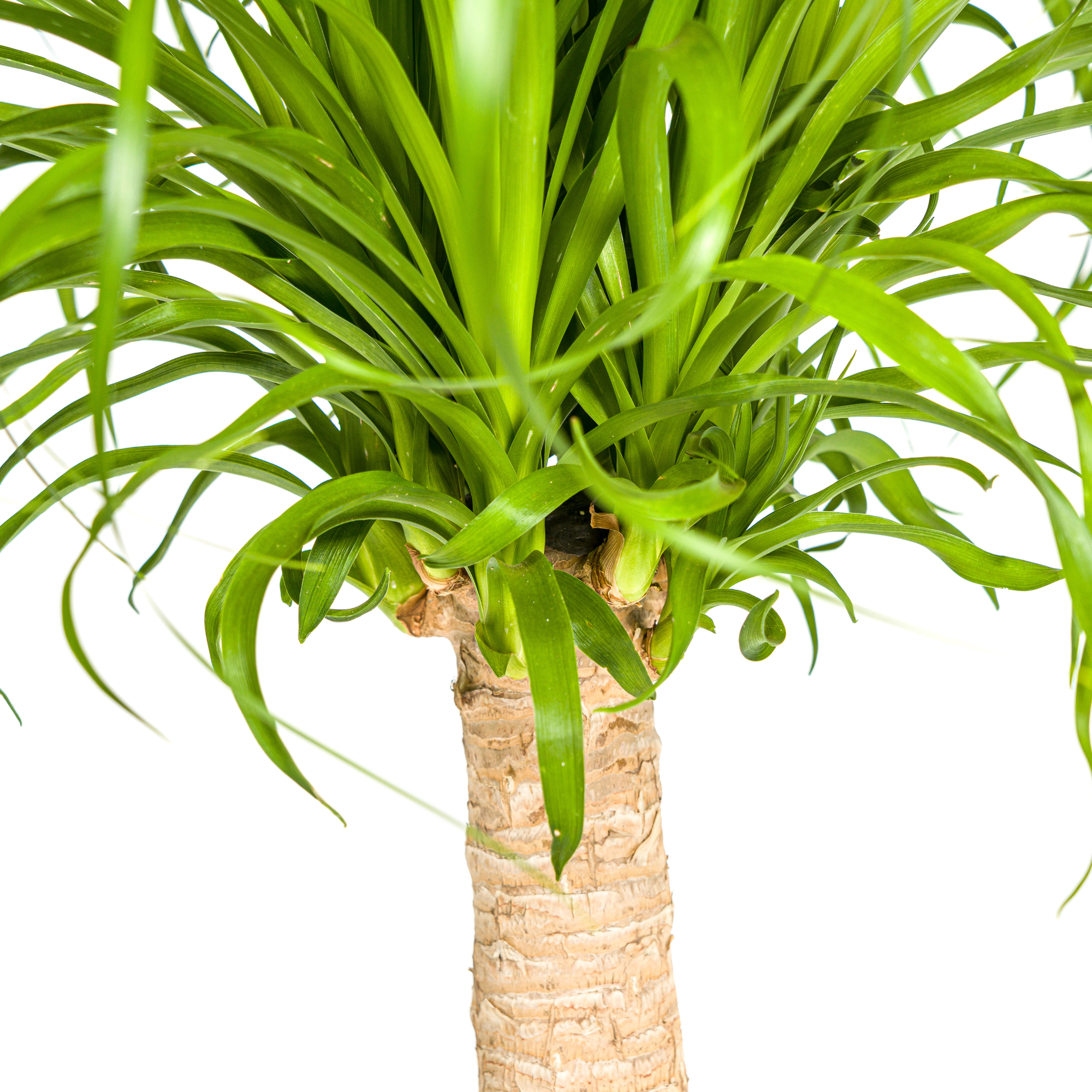 Beaucarnea Recurvata Stamm mit Korb Ø21cm - ↕60 - 80cm