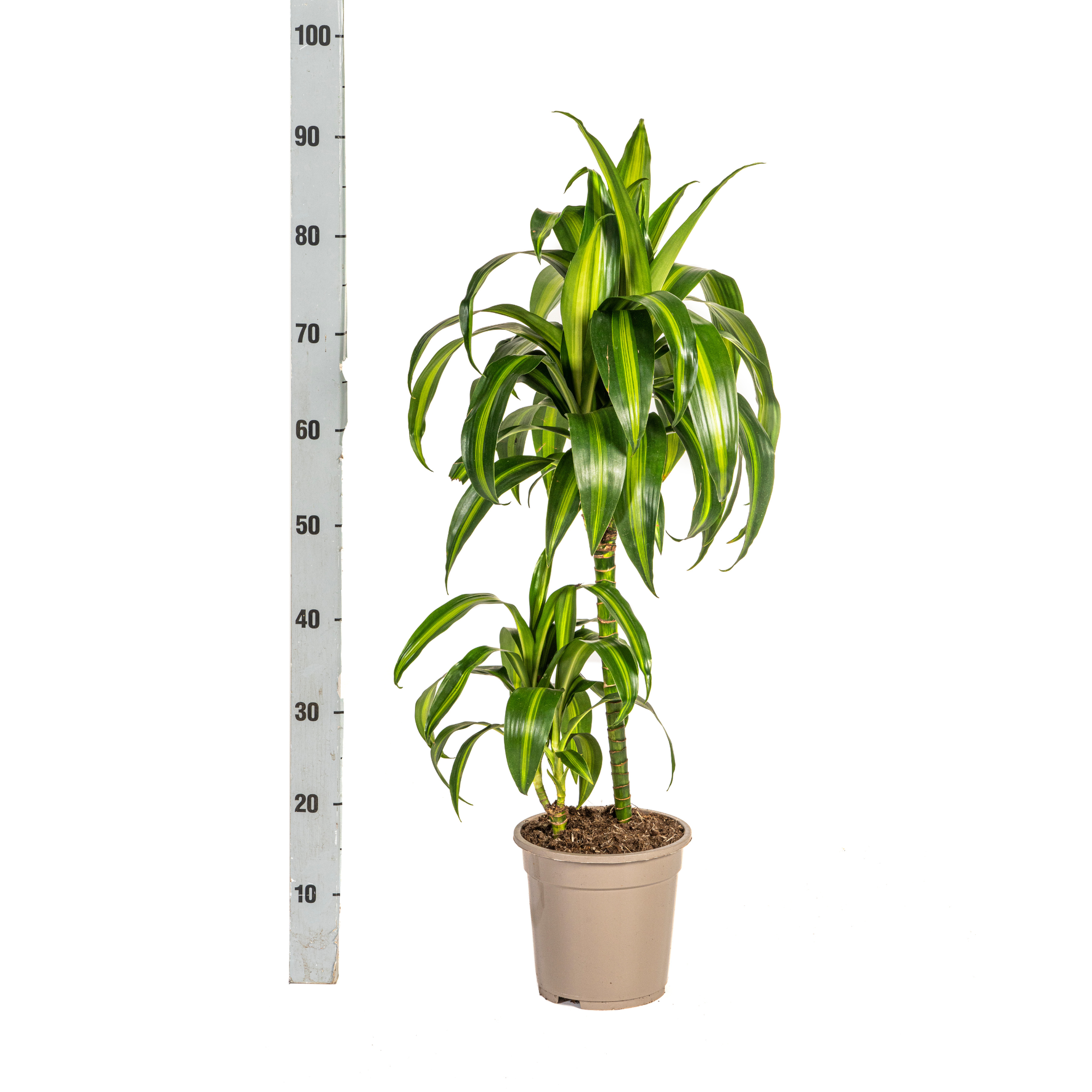 Dracaena Deremensis Hawaiian Sunshine Ø19cm - ↕70 - 90cm