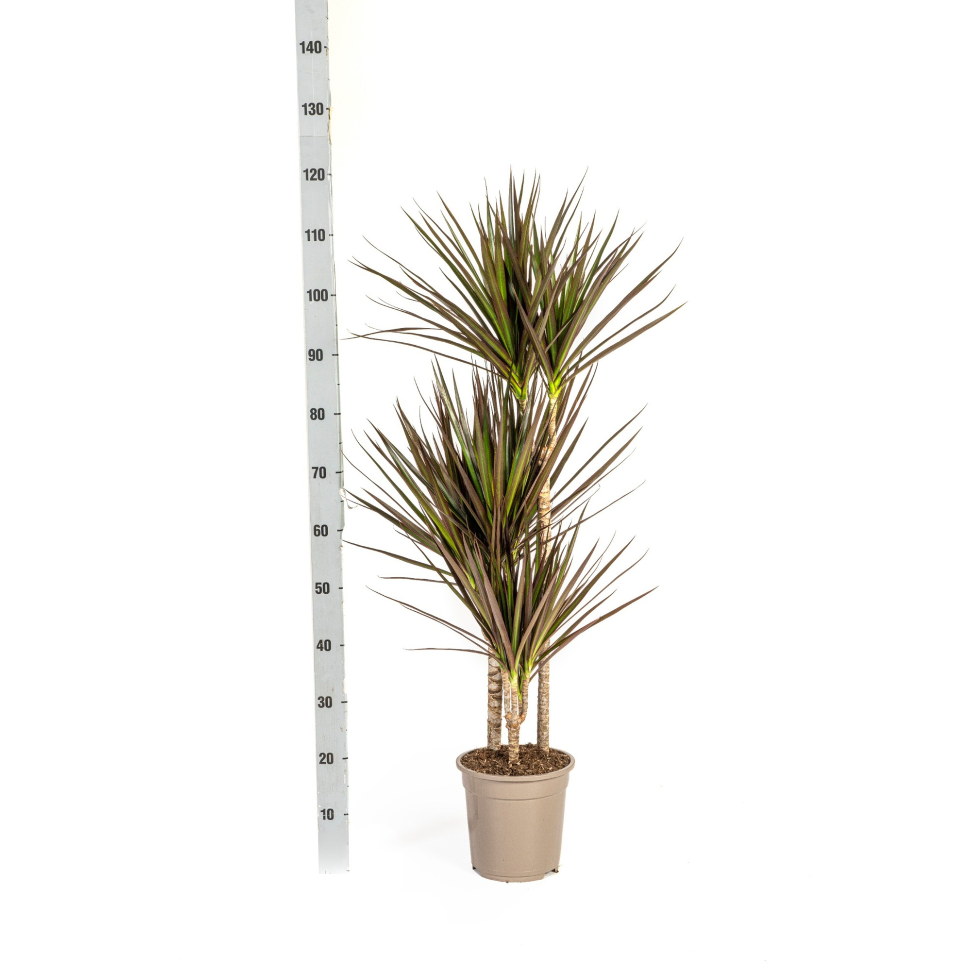Dracaena Marginata Magenta mit Korb Ø21cm - ↕110 - 130cm