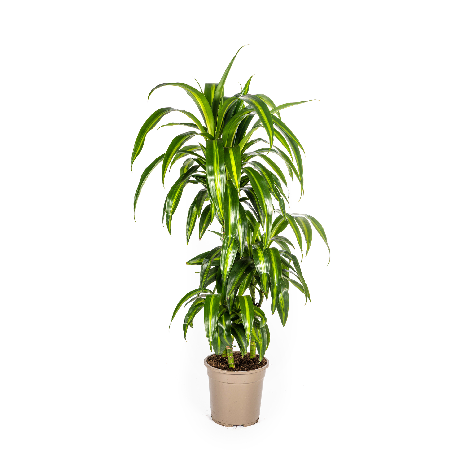 Hawaiisk sol-drakträd (Dracaena Deremensis Hawaiian Sunshine)