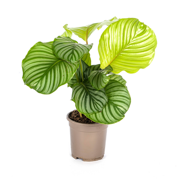 Rundblättrige Korbmarante (Calathea Orbifolia)