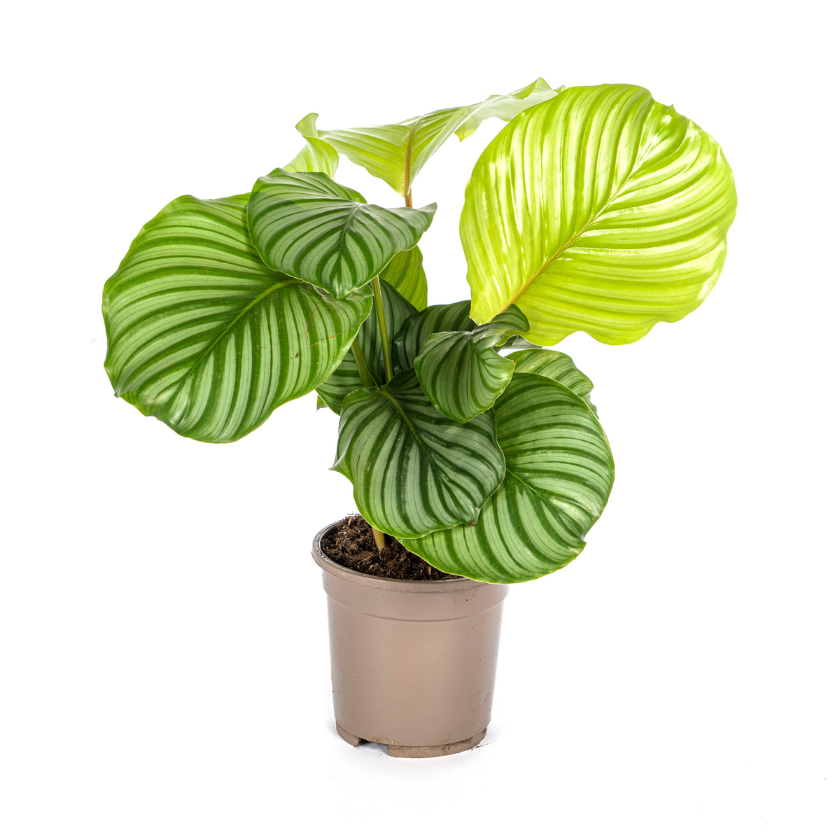 pflege calathea orbifolia Rundblättrige Korbmarante (Calathea Orbifolia)