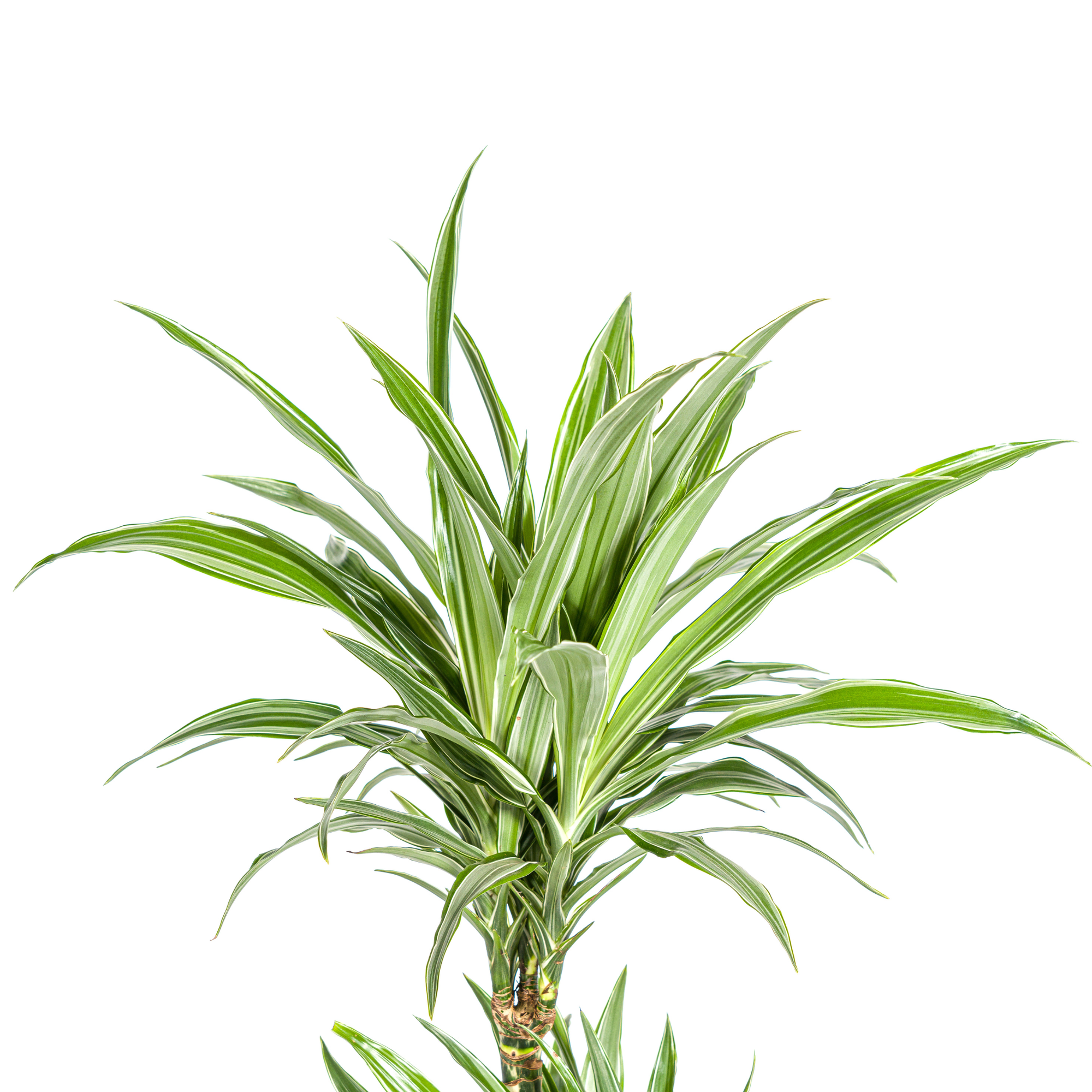 Dracaena Deremensis White Stripe Ø19cm - ↕70 - 90cm
