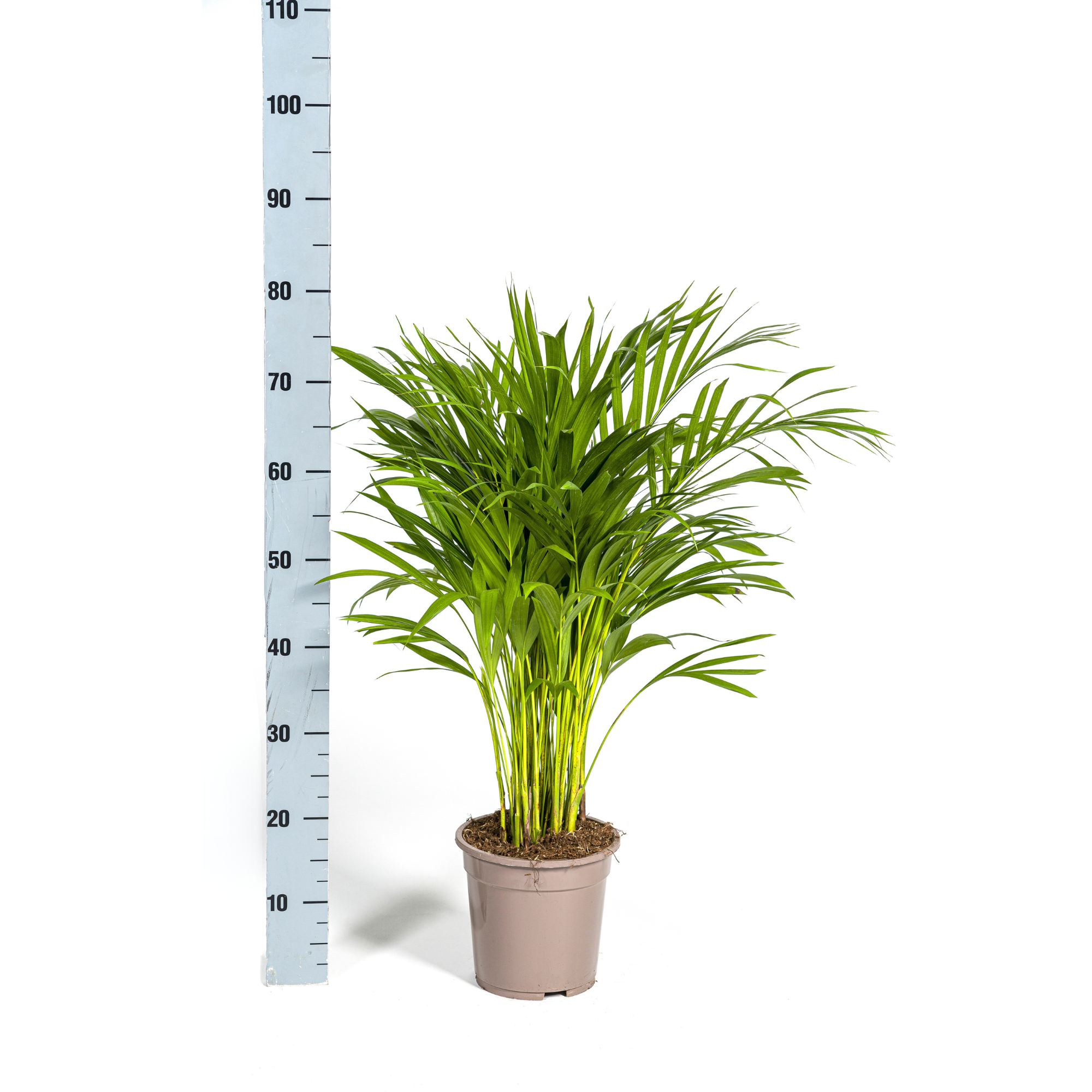 Dypsis Areca Lutescens Ø19cm - ↕80 - 100cm