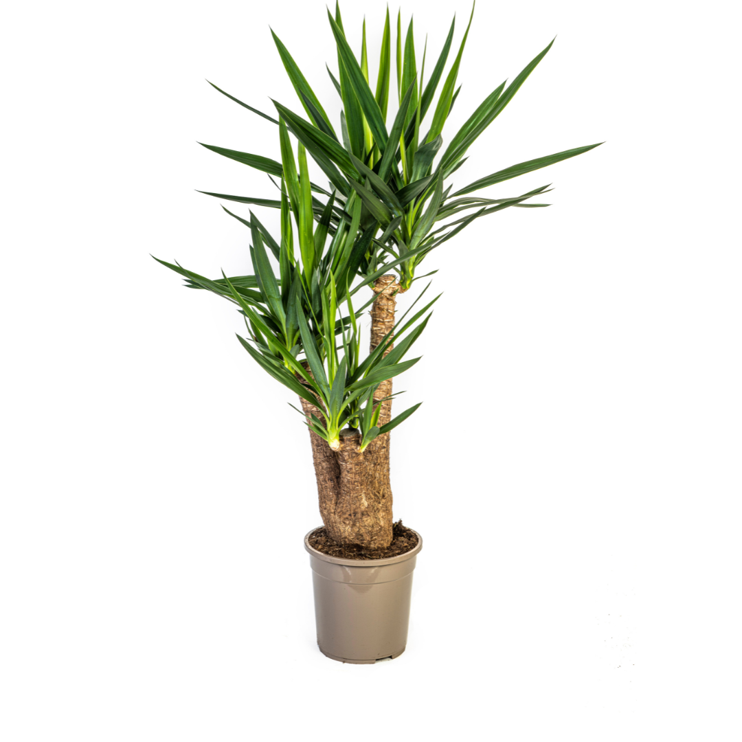 Verzweigte Palmlilie (Yucca Elephantipes)
